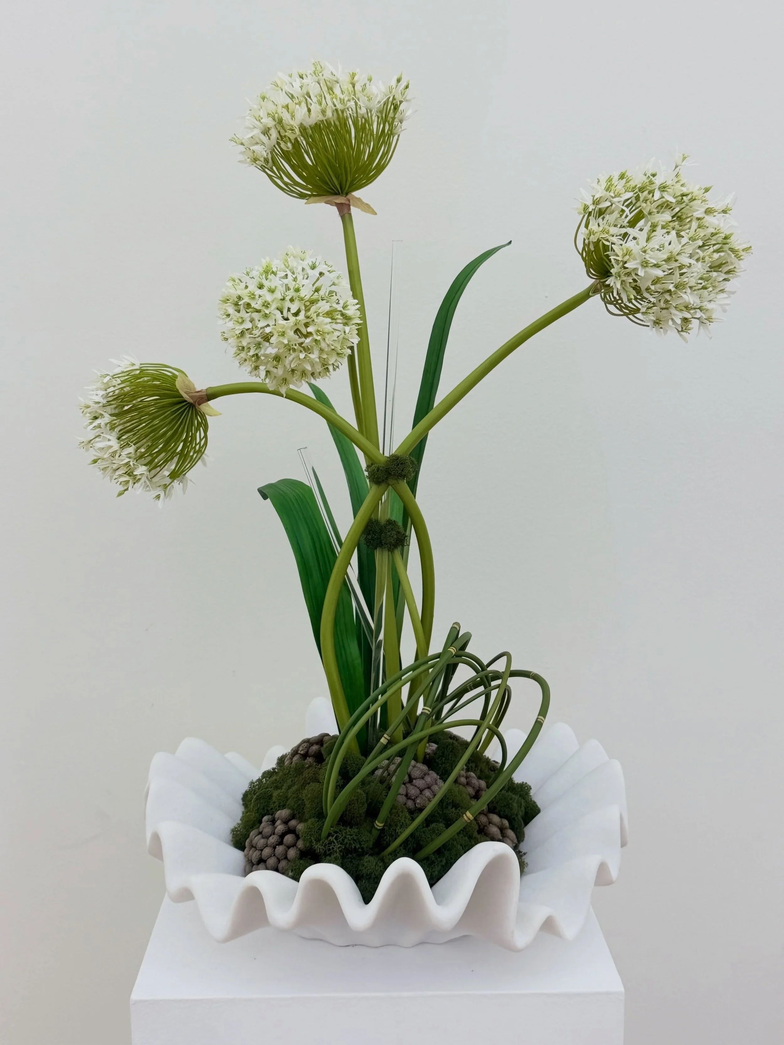 A sculptural statement designed to blur the line between botanical art and modern d&eacute;cor. Crisp white allium blooms rise with graceful movement from a dramatic ruffled vessel, while preserved moss, textured botanicals, and looping grass create 