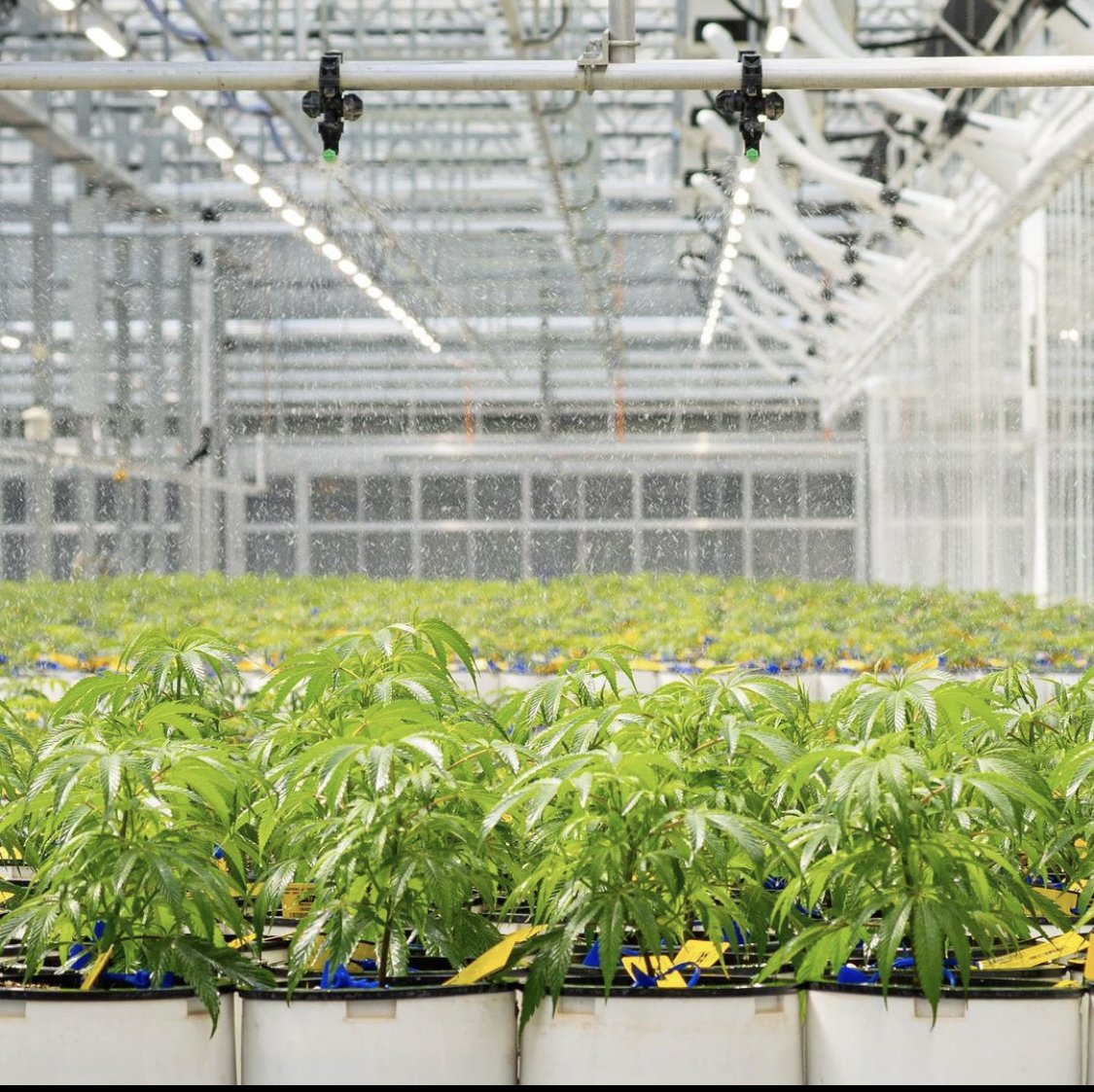 Partner of the Month: SunMed Growers