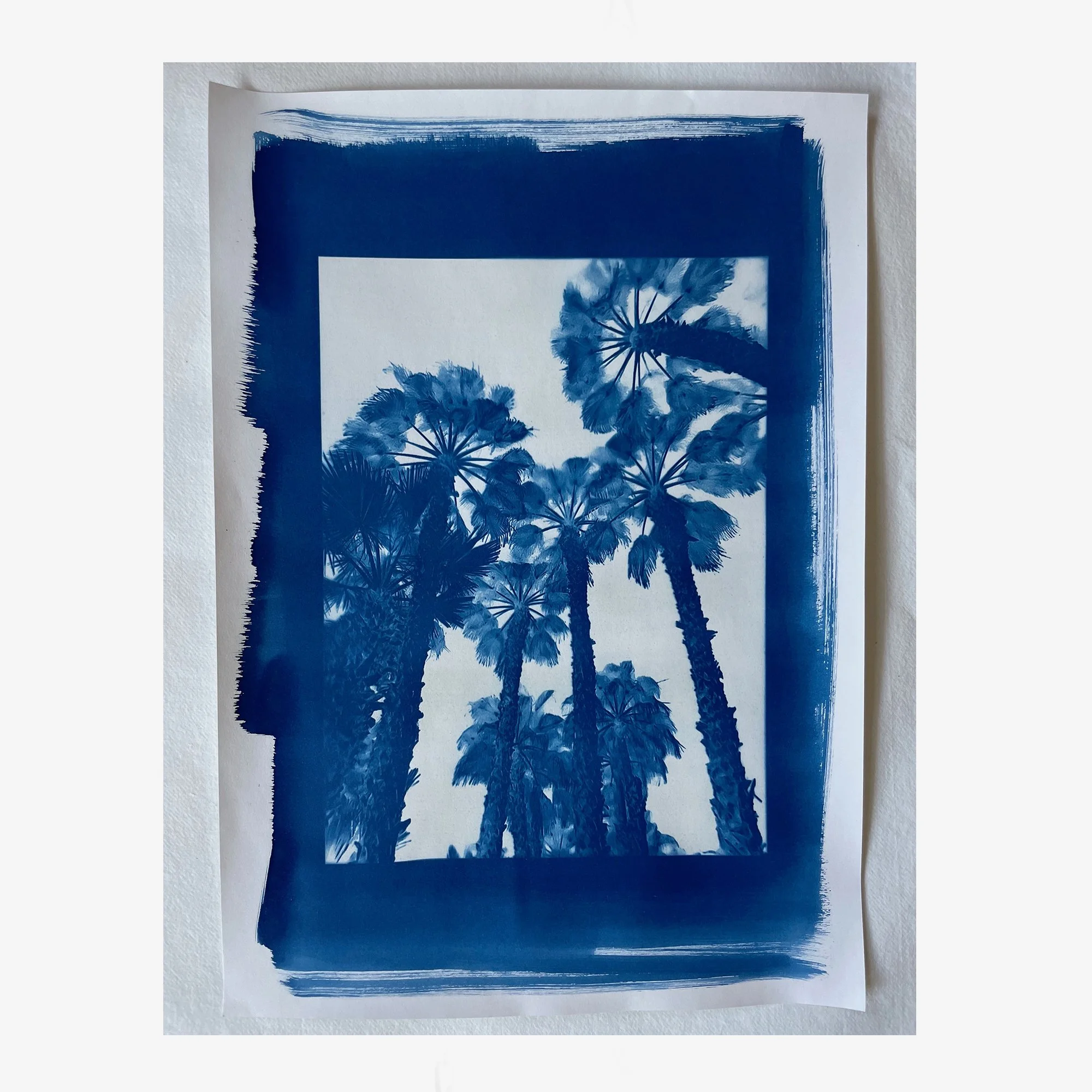 Palms