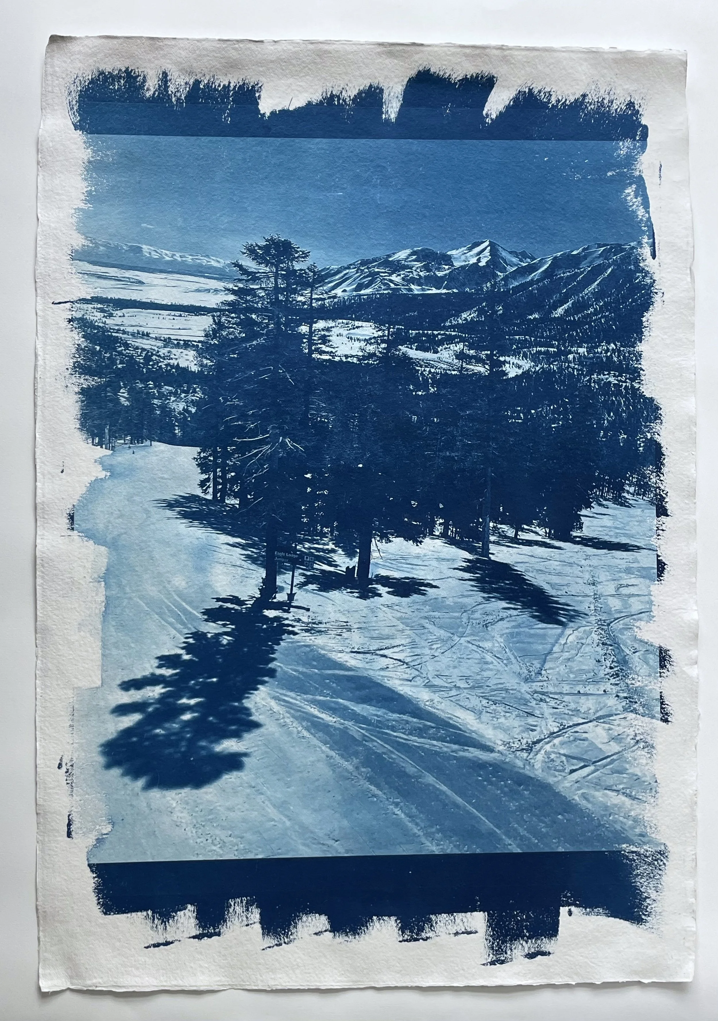 MammothTrees100x140.jpg