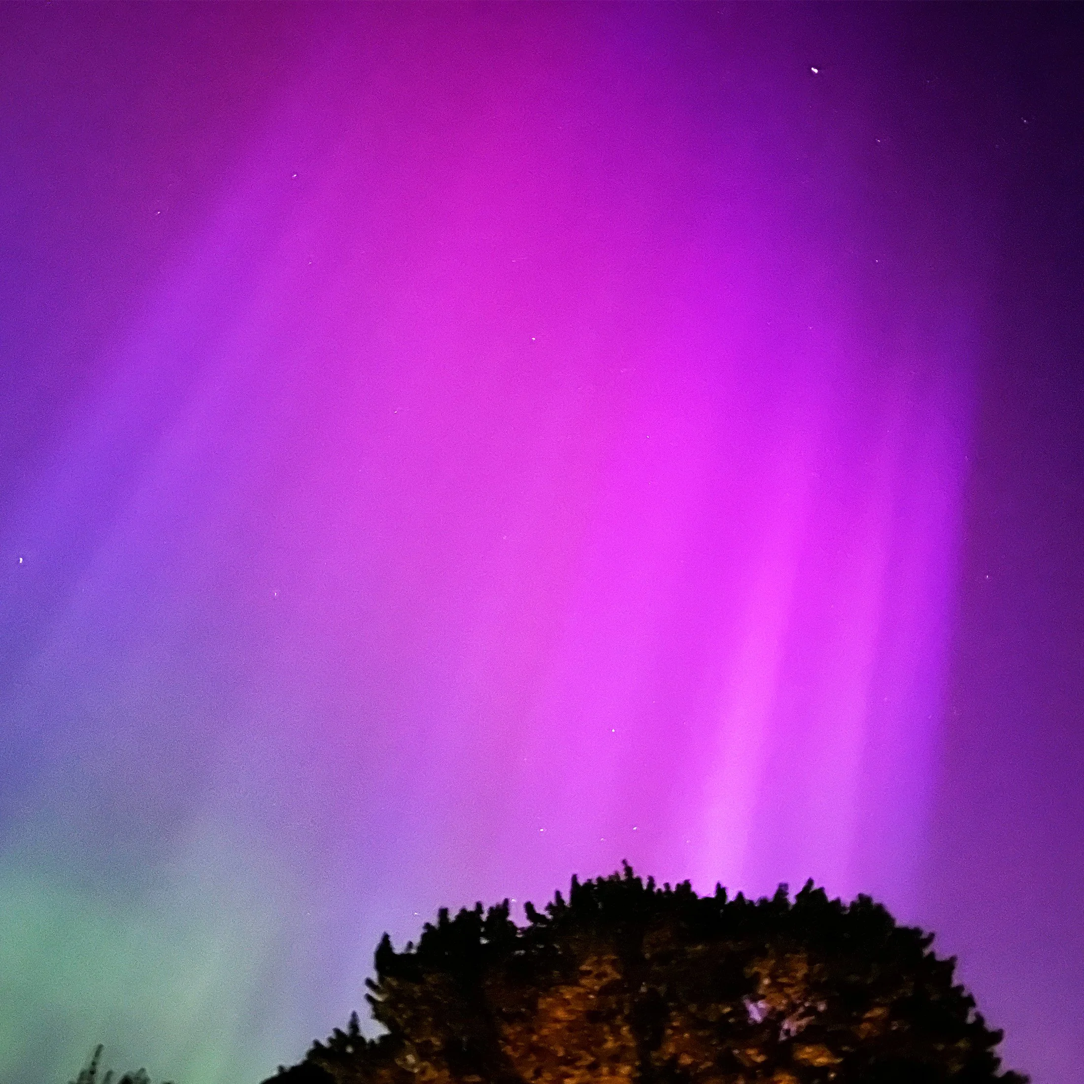 purple, pink and green Northern lights above trees with stars shining
