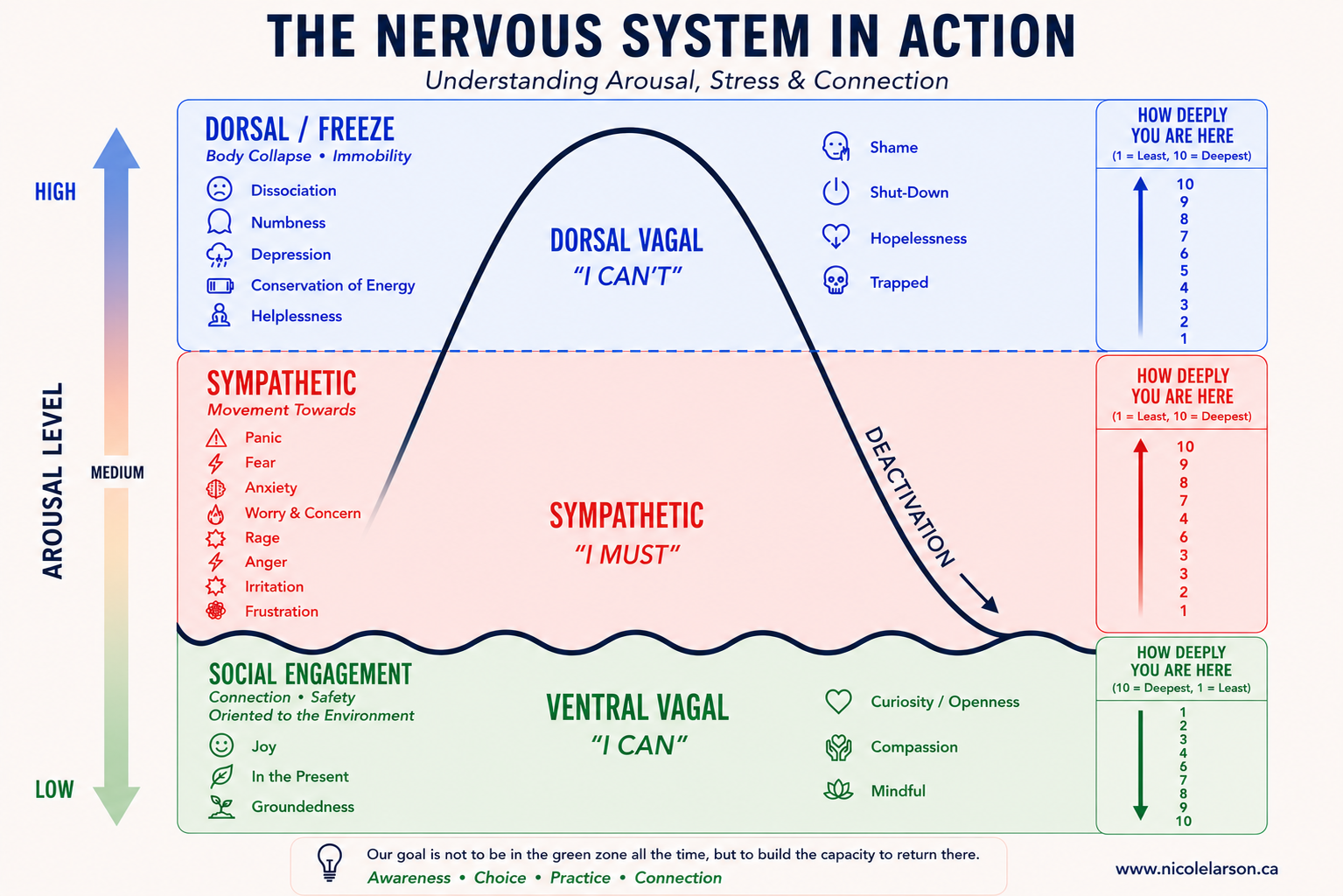 A diagram of the polyvagal nervous system.