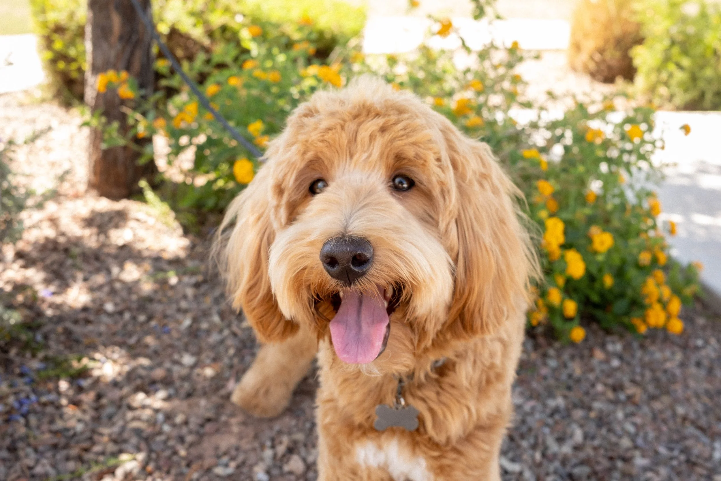 Daisy Mountain Doodles Red goldendoodle bunsen-44.jpg