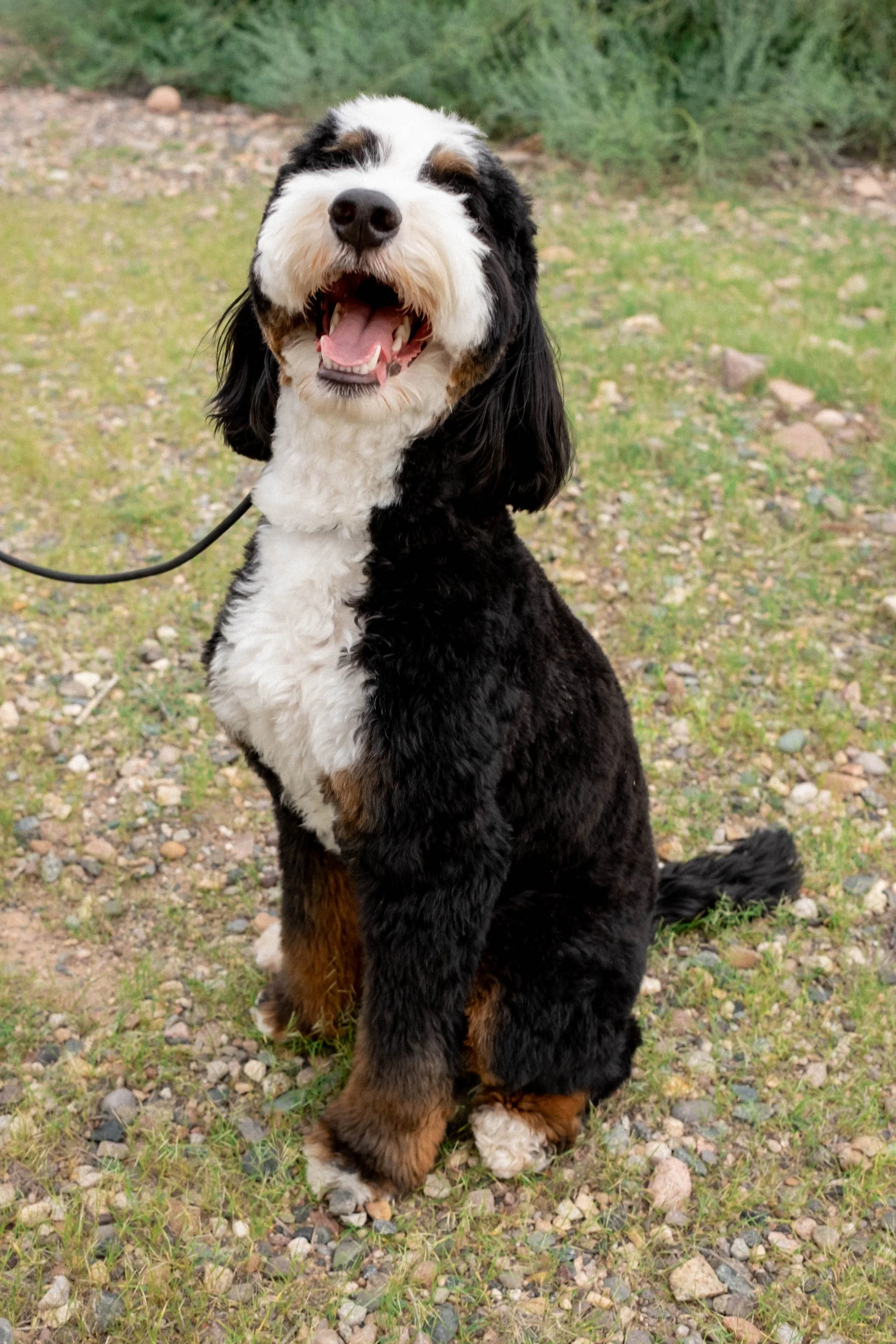 Daisy Mountain Sonoran Standard Bernedoodle Stud Rhy-42.jpg