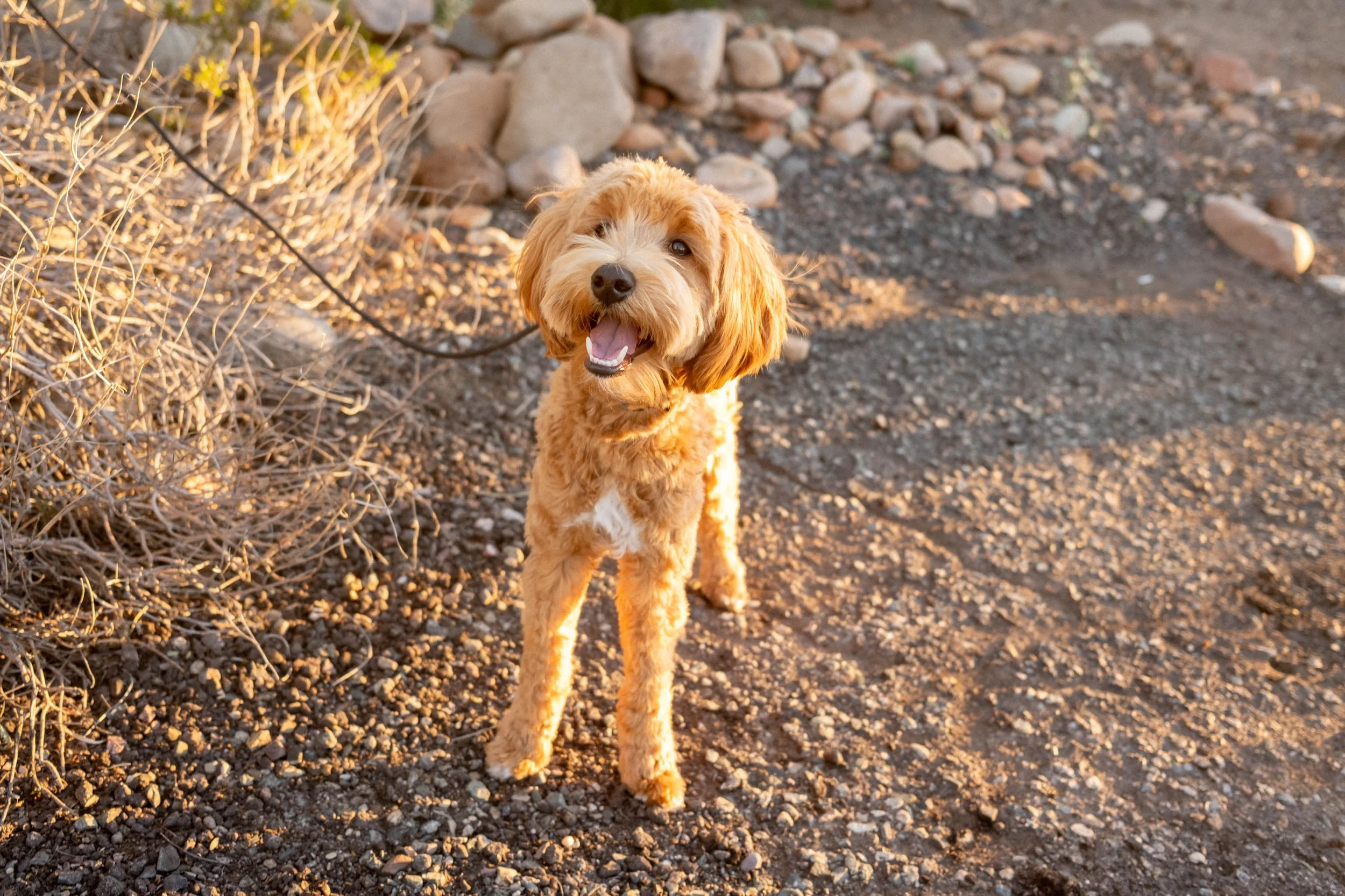 Daisy Mountain Doodles Red goldendoodle bunsen-7.jpg
