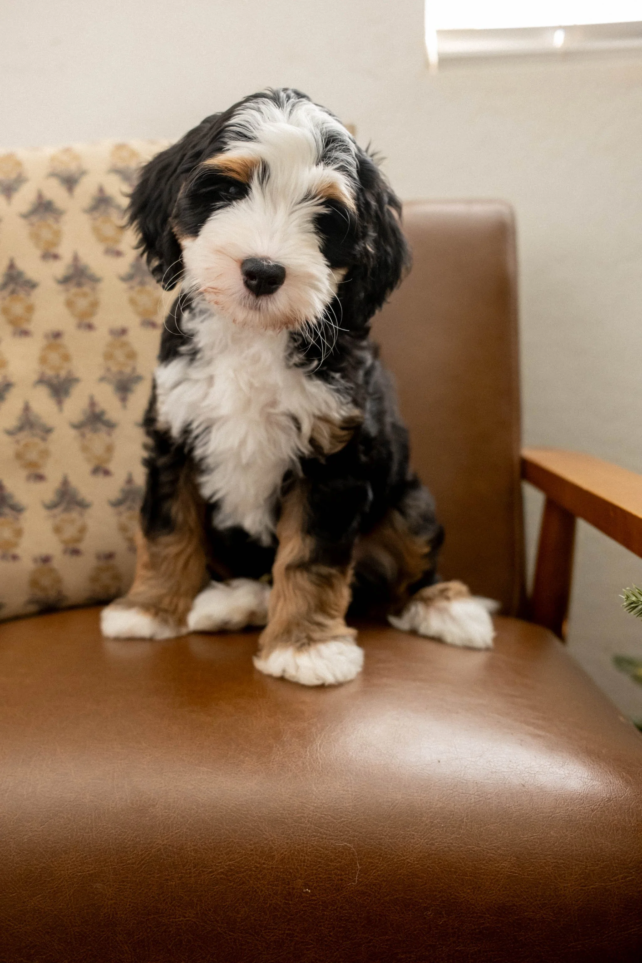 Daisy Mountain Sonoran Standard Bernedoodle Stud Rhy-7.jpg