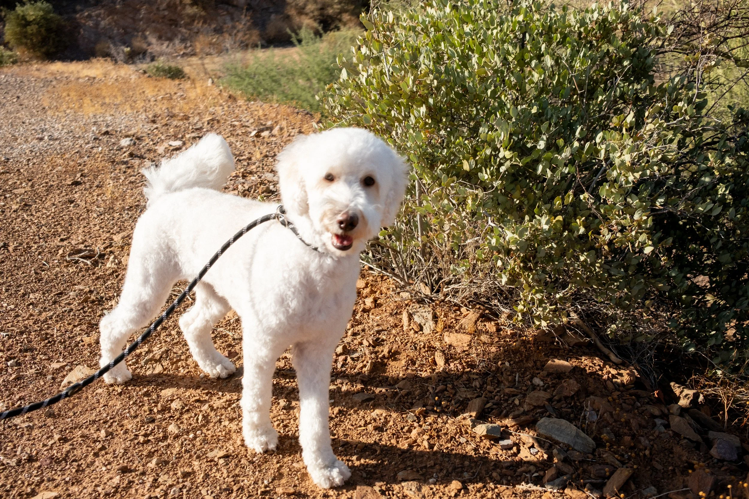 Sonoran Standard Daisy Mountain Doodles Ahsoka-2.jpg