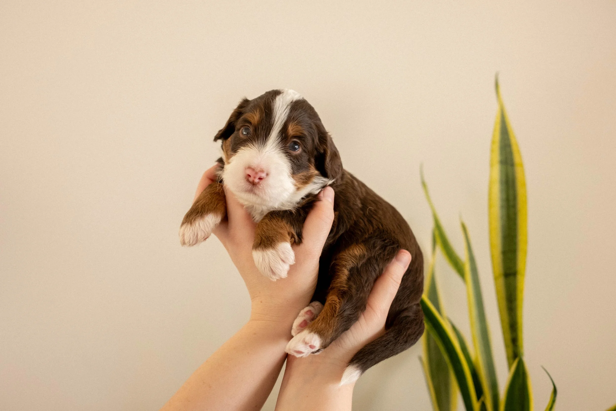 Hype adn Jemma Multigen Bernedoodles arizona doodle puppies breeeder-88.jpg