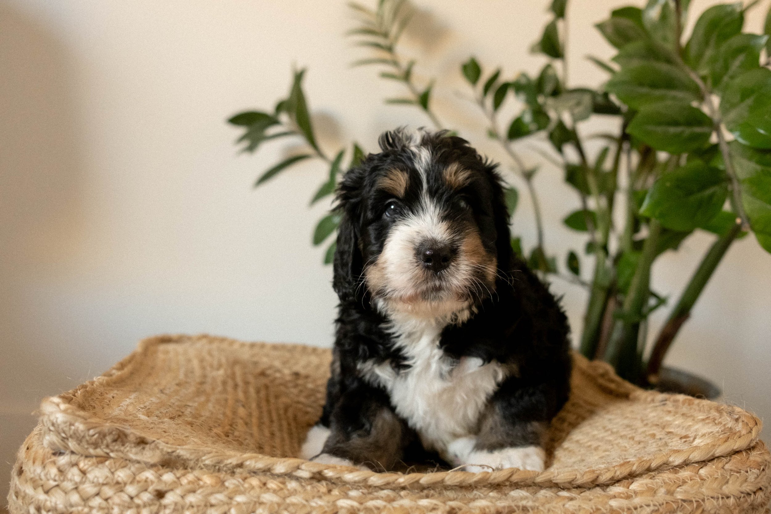 Sonoran Standard Golden Mountain Doodles-17.jpg