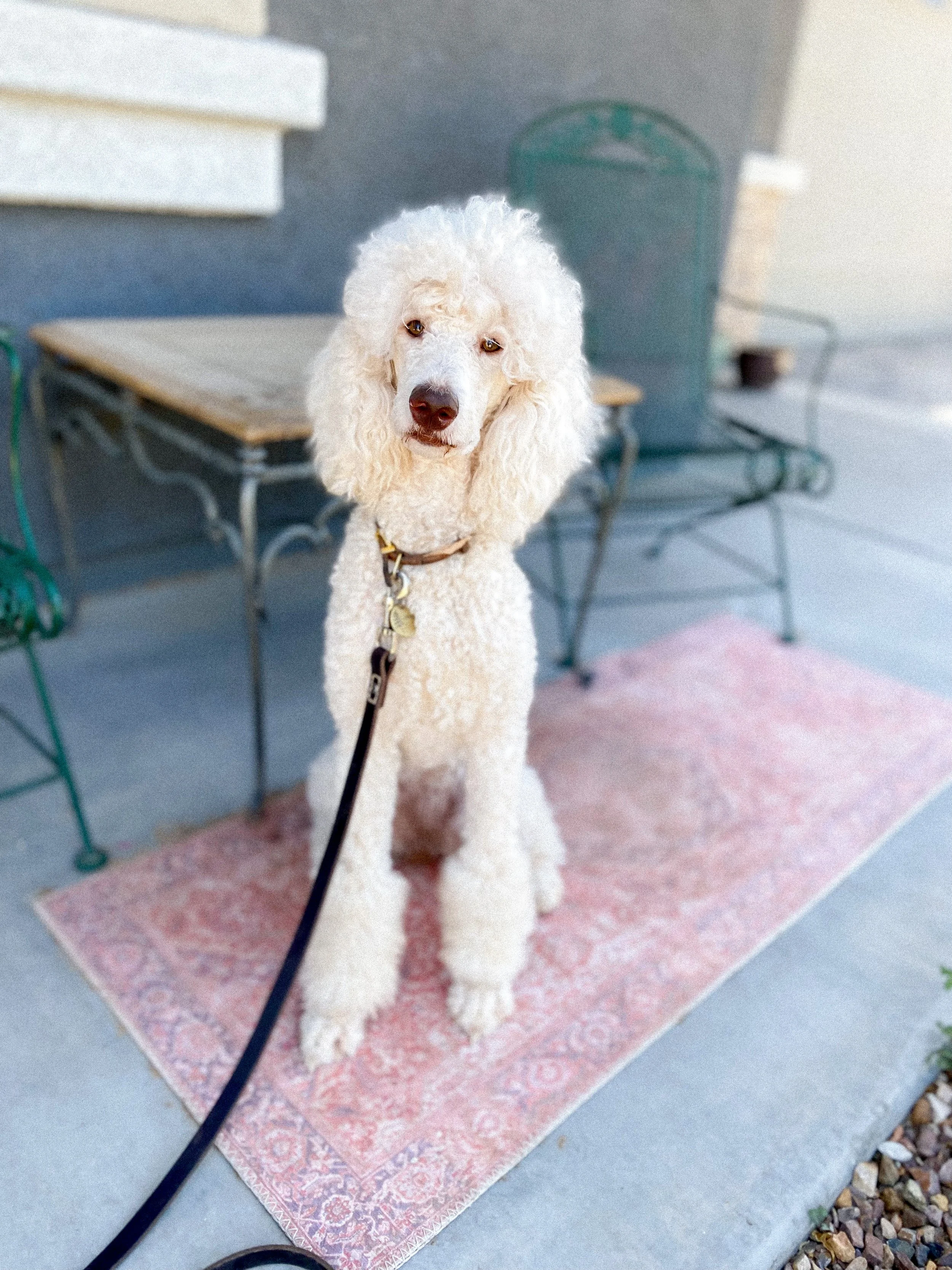 Daisy mountain doodles mini Goldendoodle puppy medium Goldendoodles standard golden puppy Arizona phoenix breeder non shedding dog