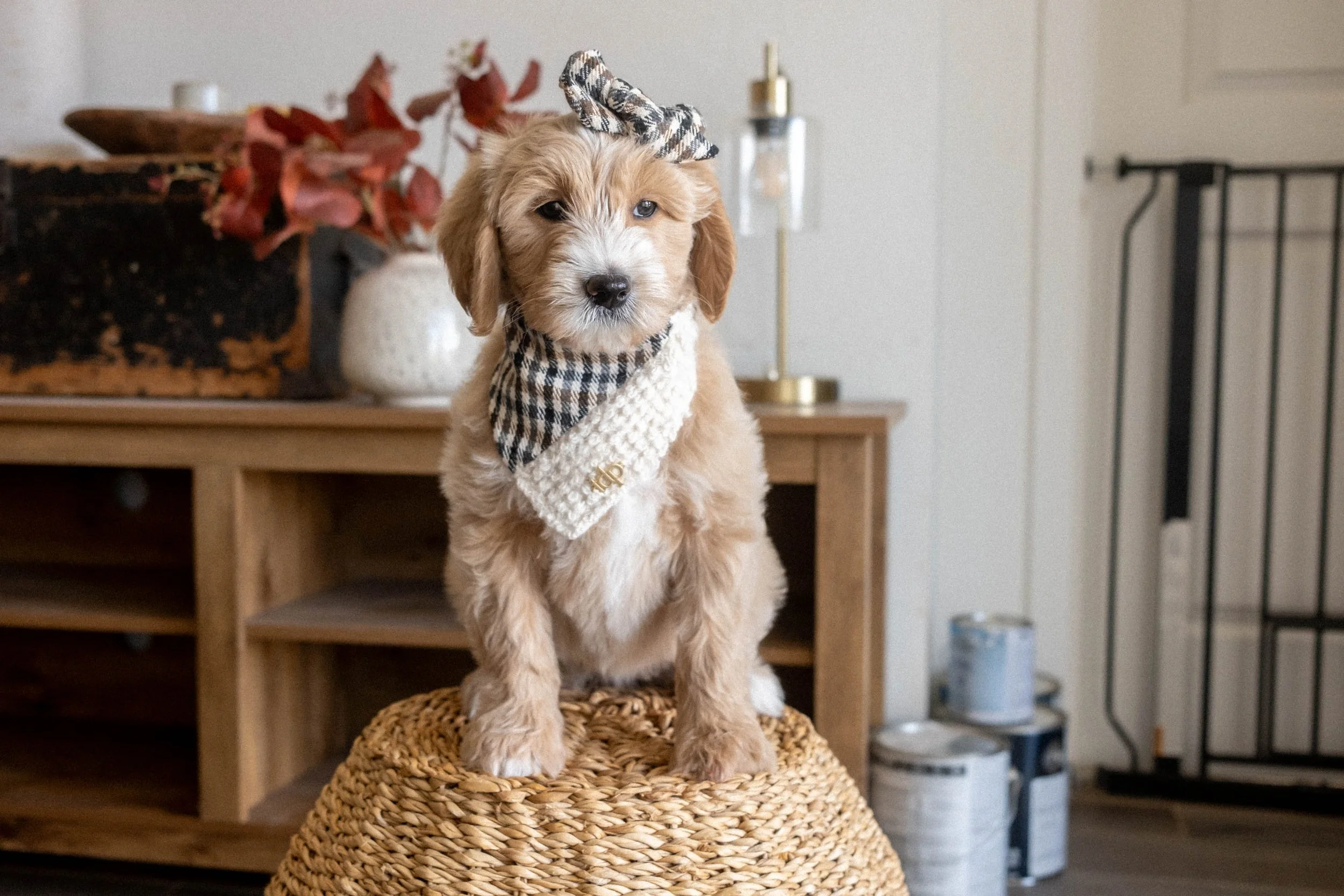 Daisy Mountain Doodles mini goldendoodle puppies phoenix arizona breeder Macy-7.jpg