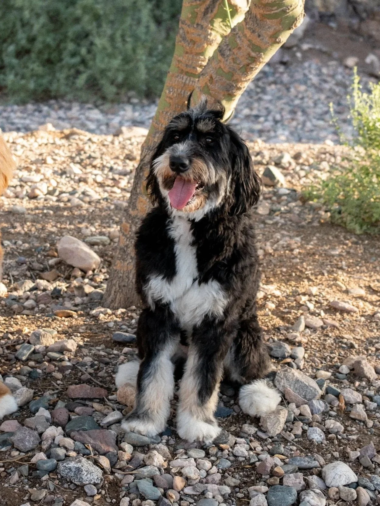 Daisy+Mountain+Sonoran+Standard+Doodles+Astrid-55.jpg