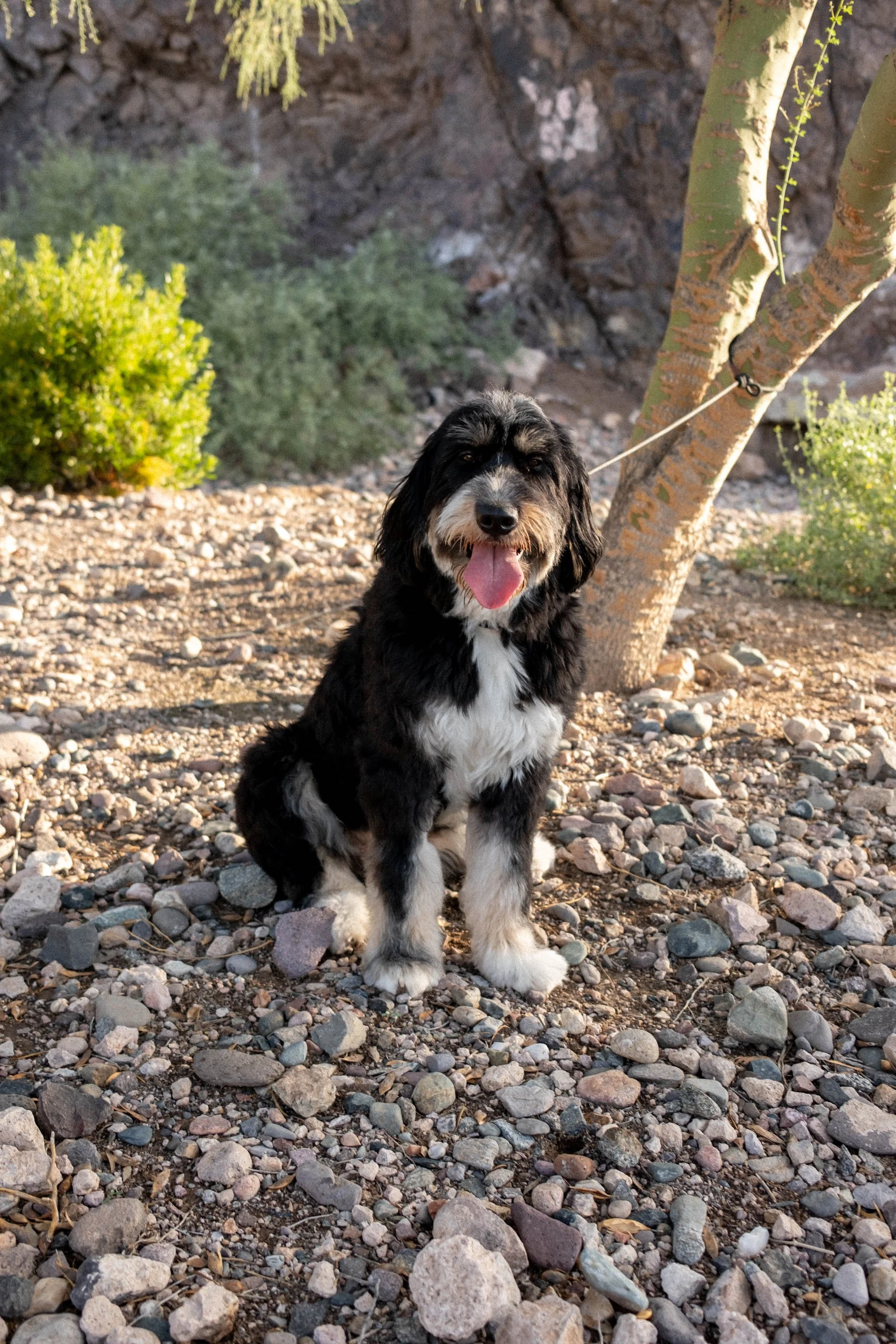 Daisy Mountain Sonoran Standard Doodles Astrid-28.jpg