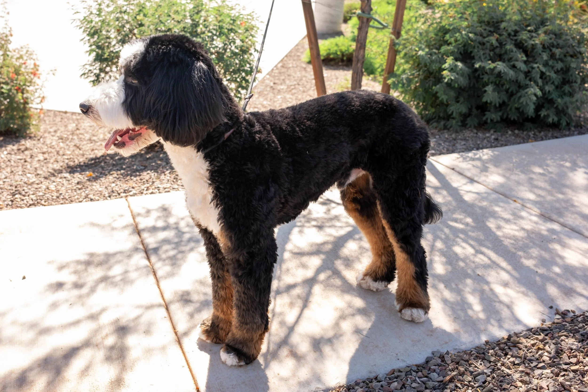 Daisy Mountain Sonoran Standard Bernedoodle Stud Rhy-91.jpg