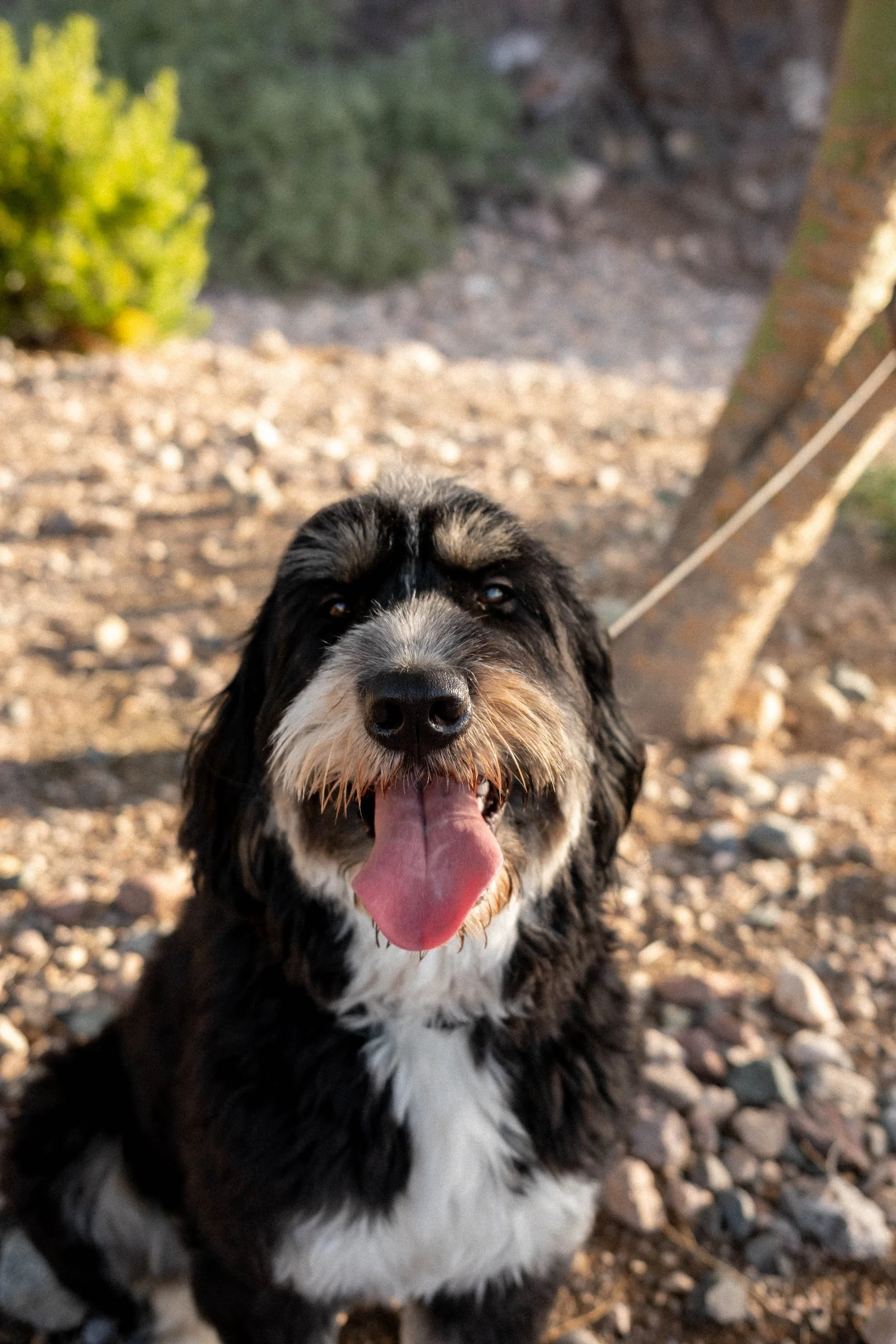 Daisy Mountain Sonoran Standard Doodles Astrid-31.jpg