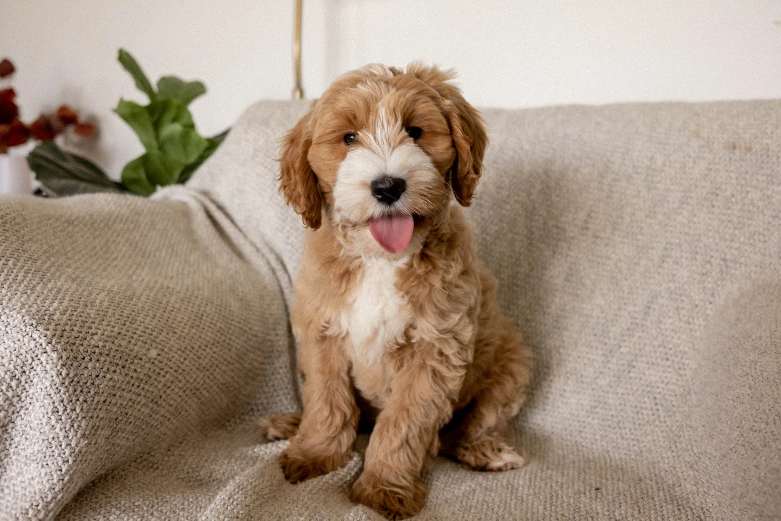 Daisy Mountain Doodles medium goldendoodle puppies phoenix arizona breeder millie-171.JPG