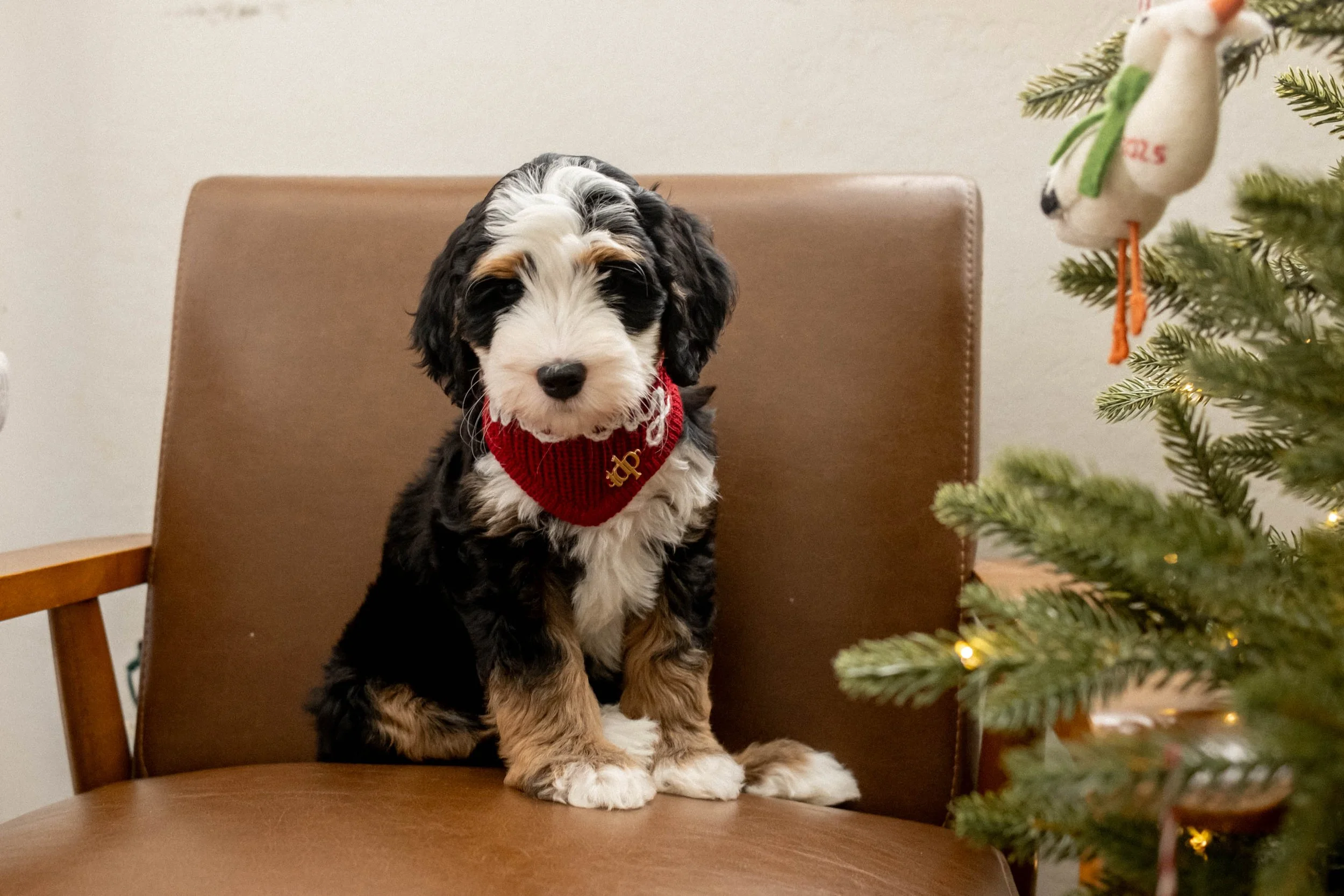 Daisy Mountain Sonoran Standard Bernedoodle Stud Rhy-18.jpg
