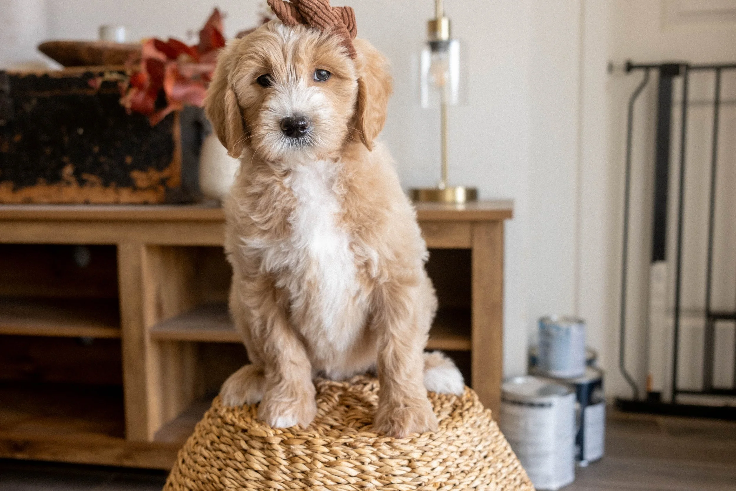 Daisy Mountain Doodles mini goldendoodle puppies phoenix arizona breeder Macy-2.jpg