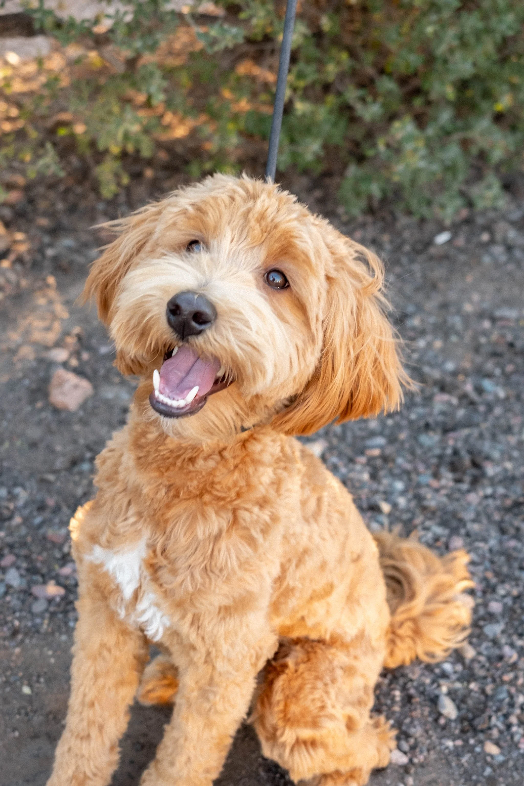 Daisy Mountain Doodles Red goldendoodle bunsen-14.jpg