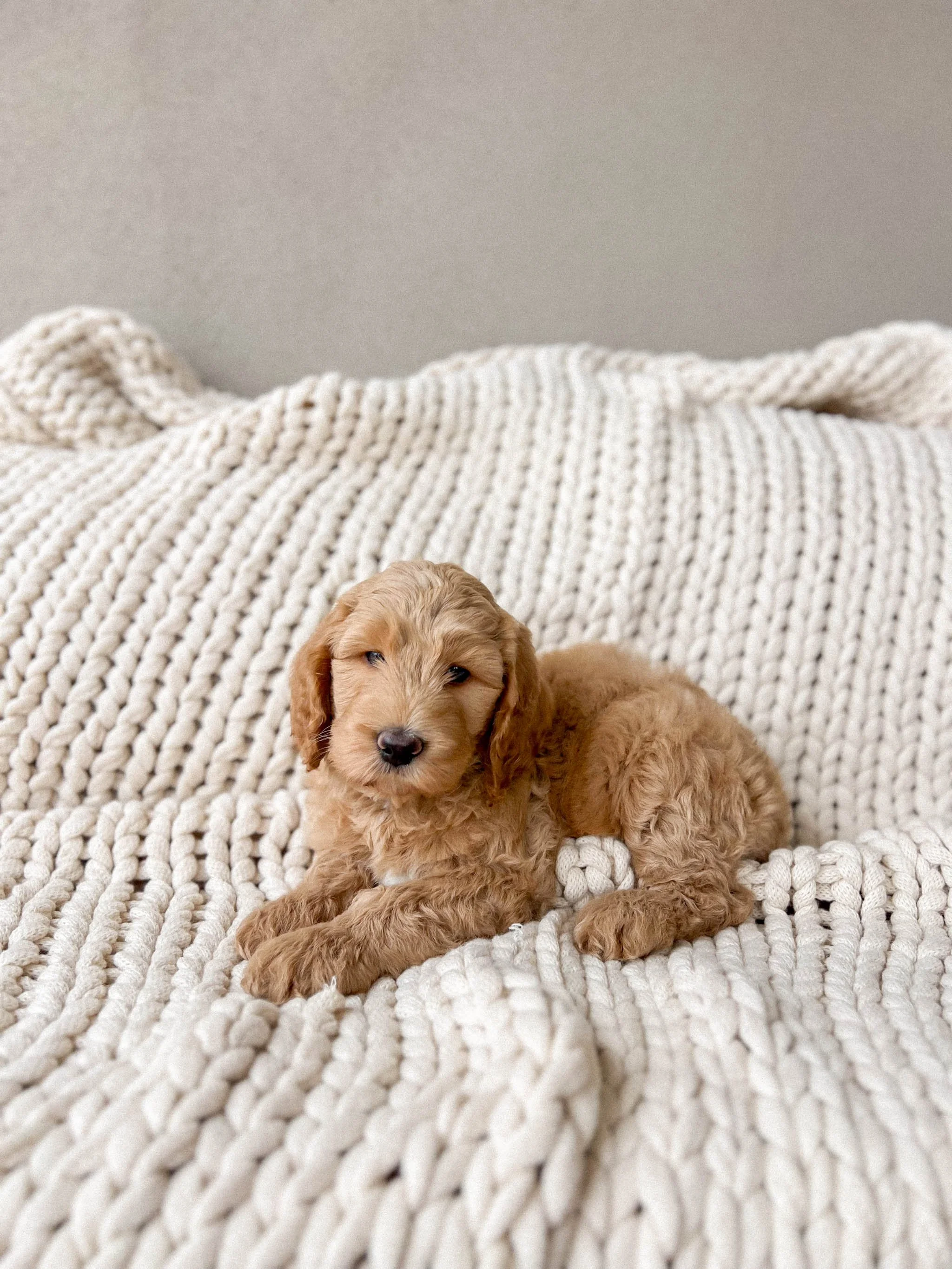 Daisy Mountain Doodles medium goldendoodle puppies phoenix arizona breeder millie-74 red.jpg