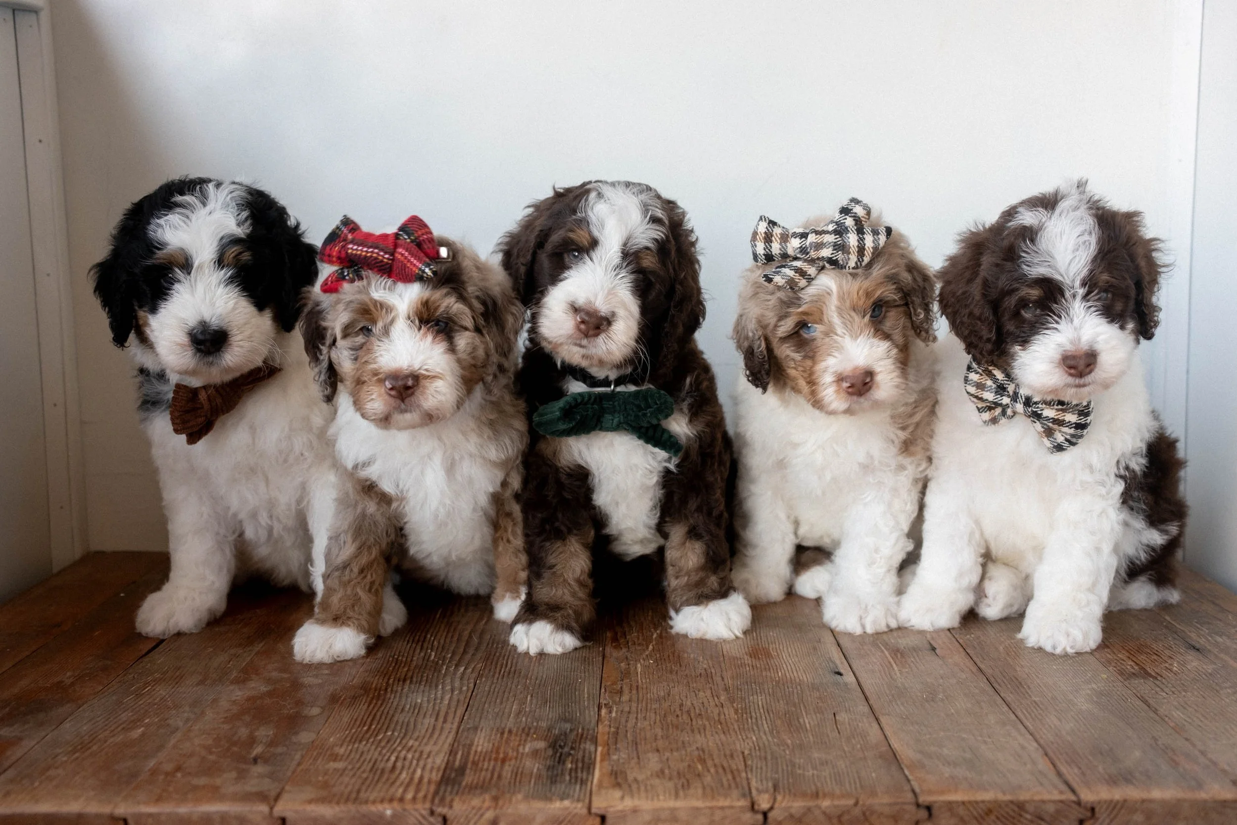 Daisy Mountain Doodles bernedoodle puppy arizona breeder birdie huxley-56.jpg