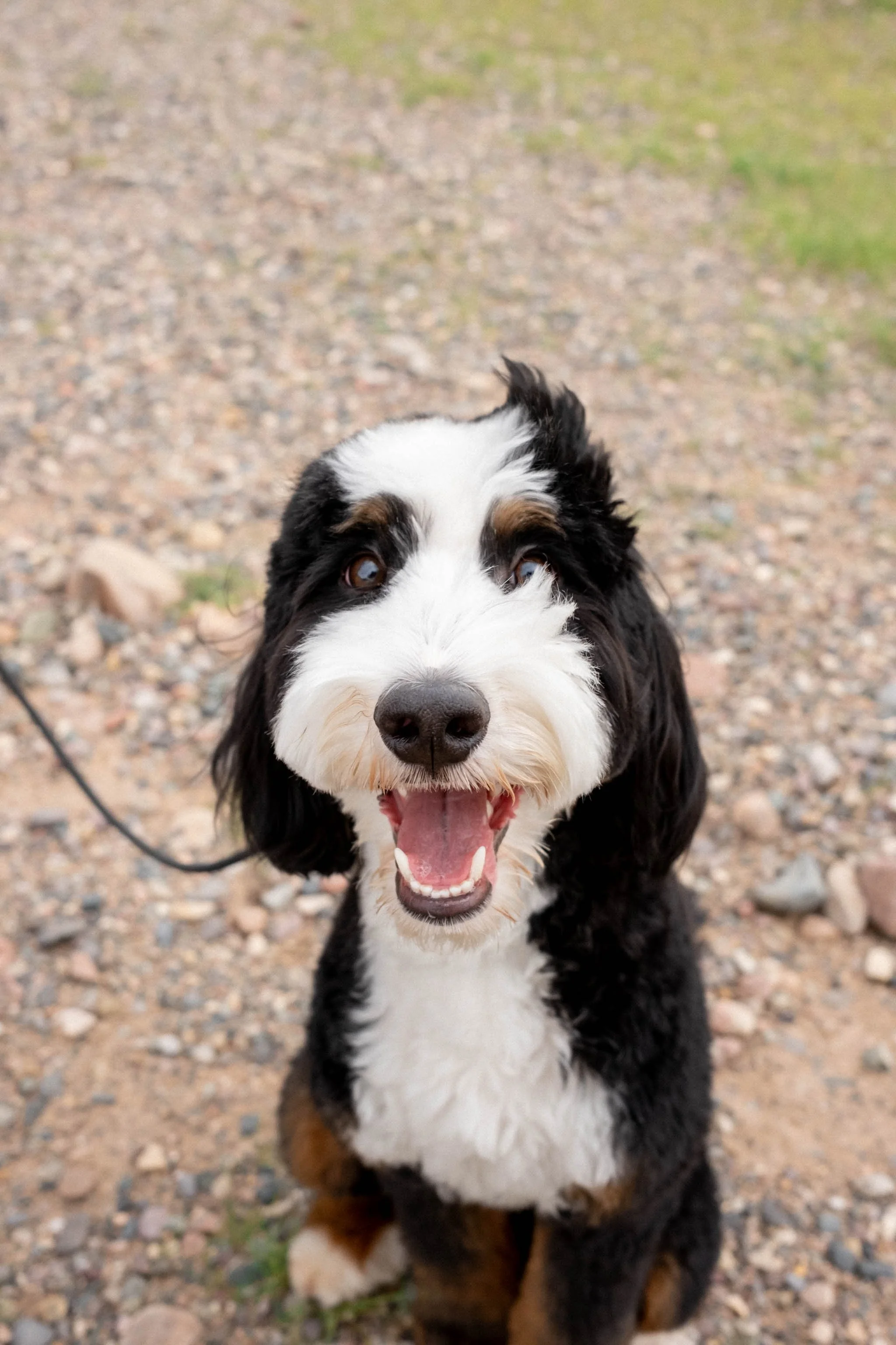 Daisy Mountain Sonoran Standard Bernedoodle Stud Rhy-36.jpg