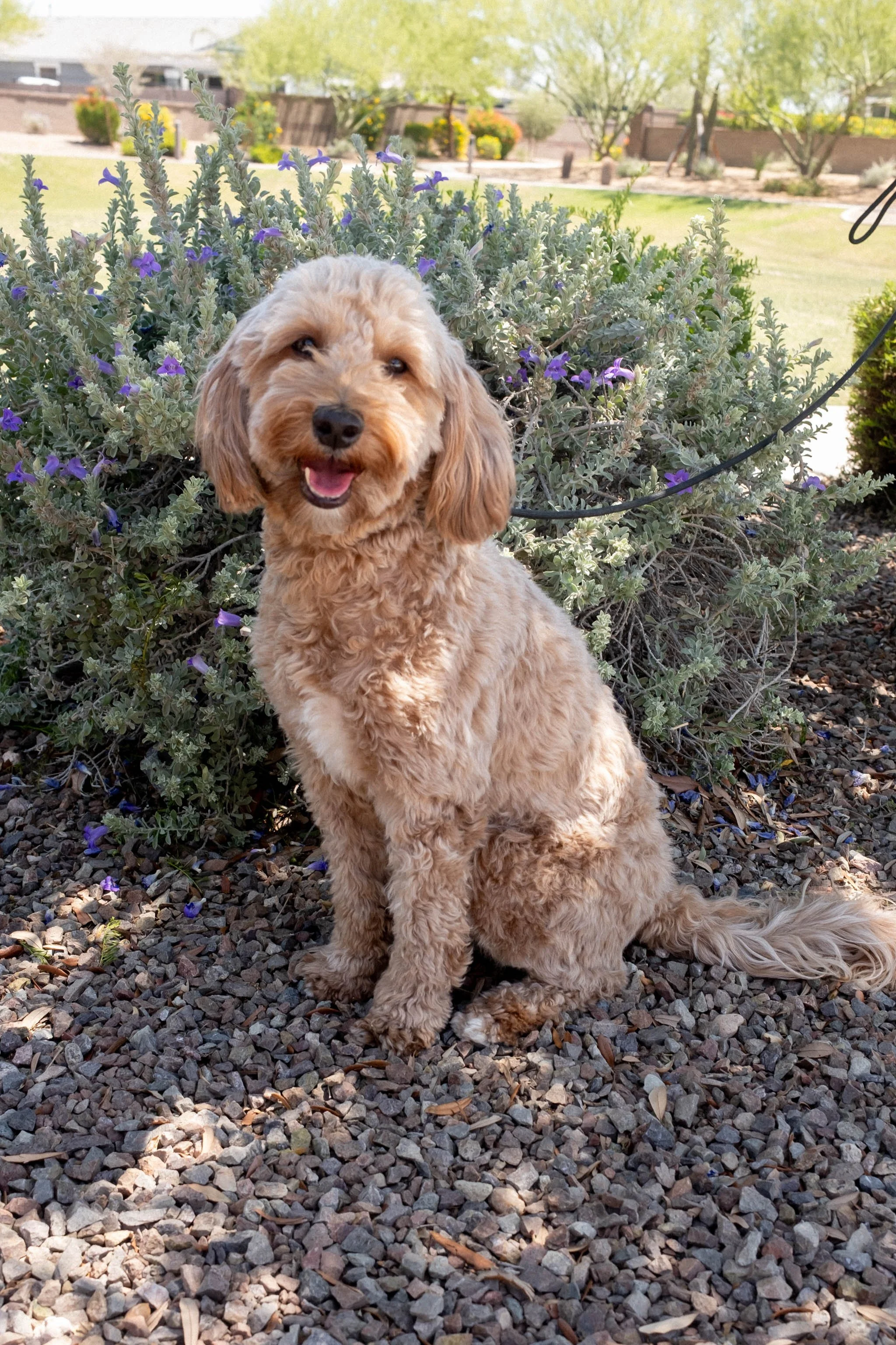 Daisy Mountain Doodles Red Mini Goldendoodle Brinley-8.jpg
