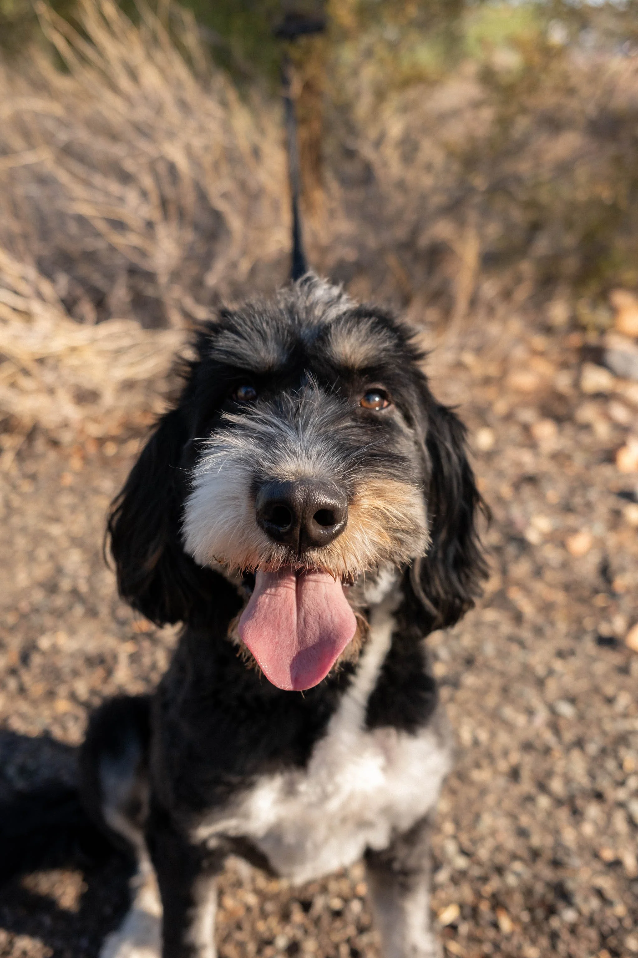 Daisy Mountain Sonoran Standard Doodles Astrid-11.jpg