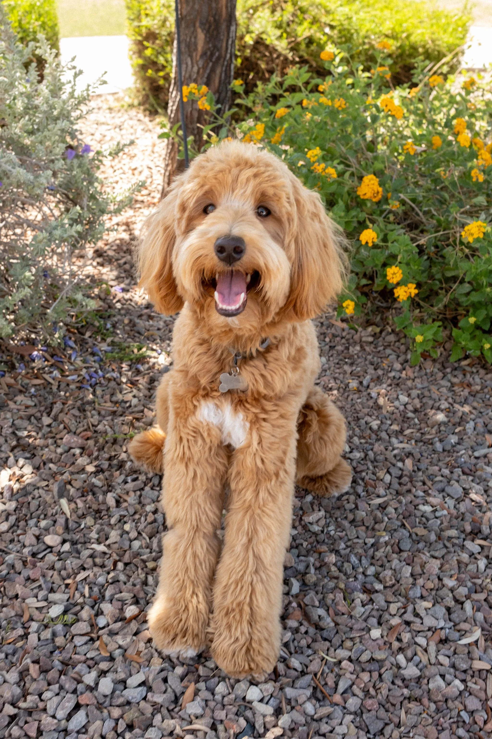 Daisy Mountain Doodles Red goldendoodle bunsen-49.jpg