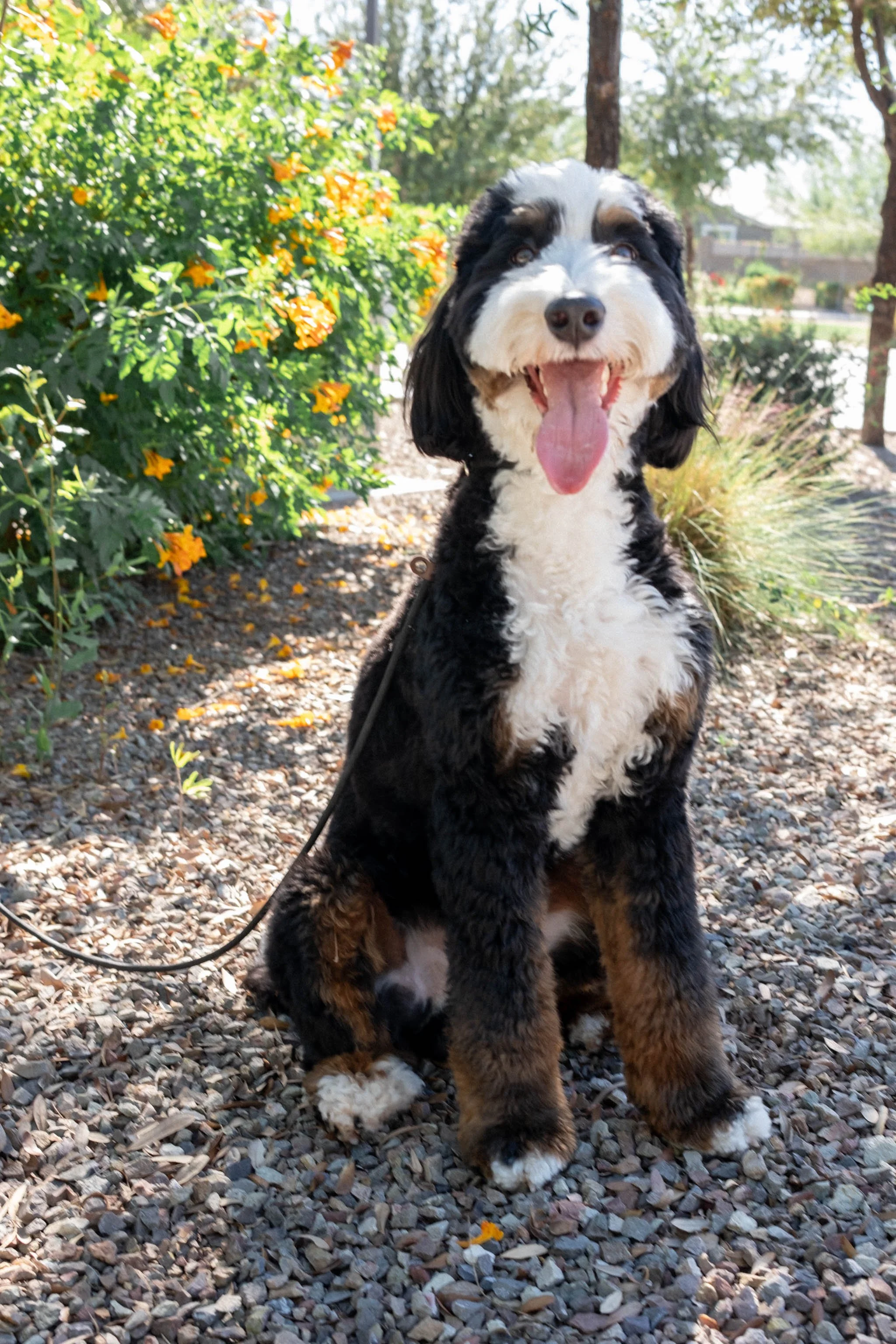 Daisy Mountain Sonoran Standard Bernedoodle Stud Rhy-85.jpg