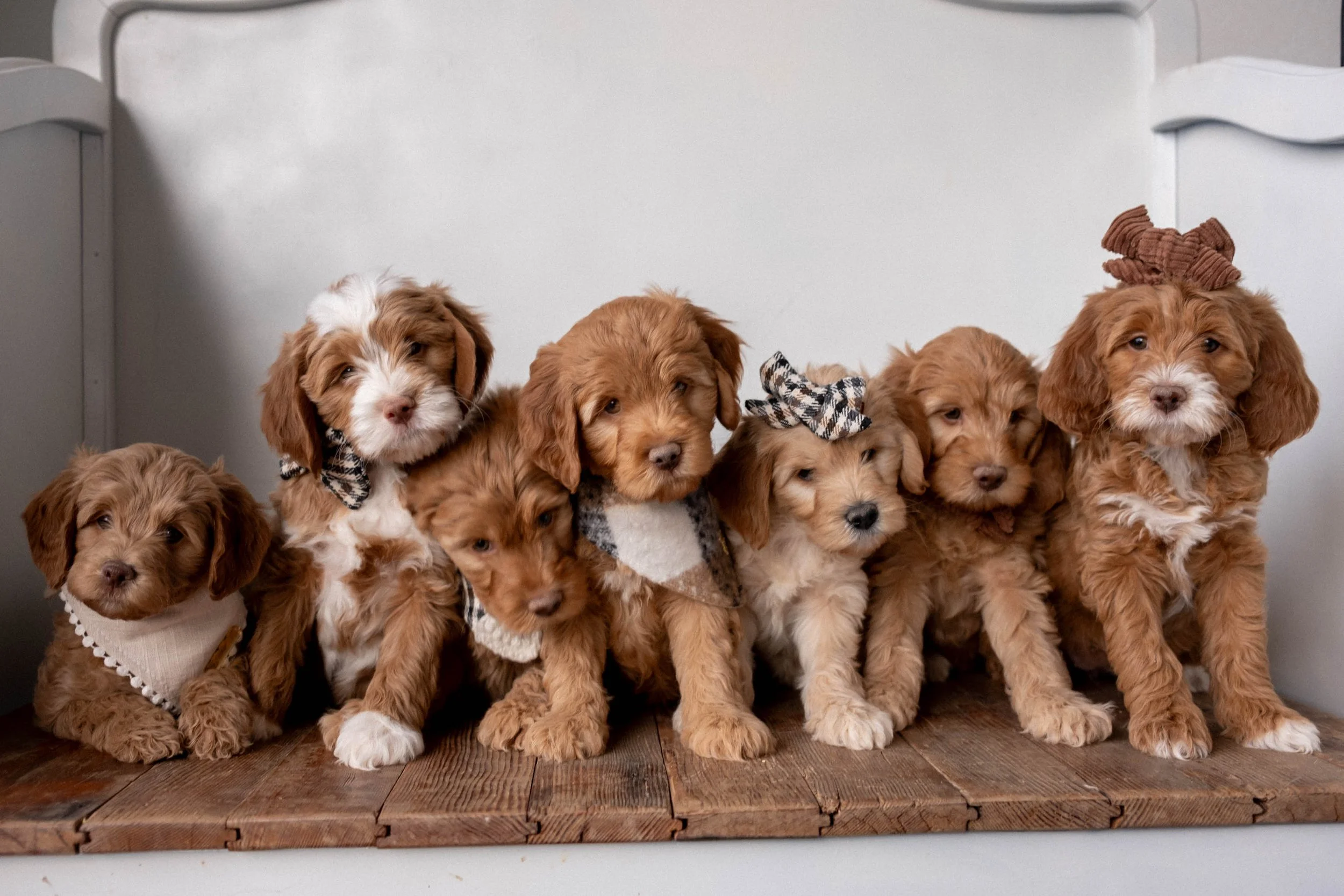 Daisy Mountain Doodles mini goldendoodle puppies phoenix arizona breeder Grace-108.jpg