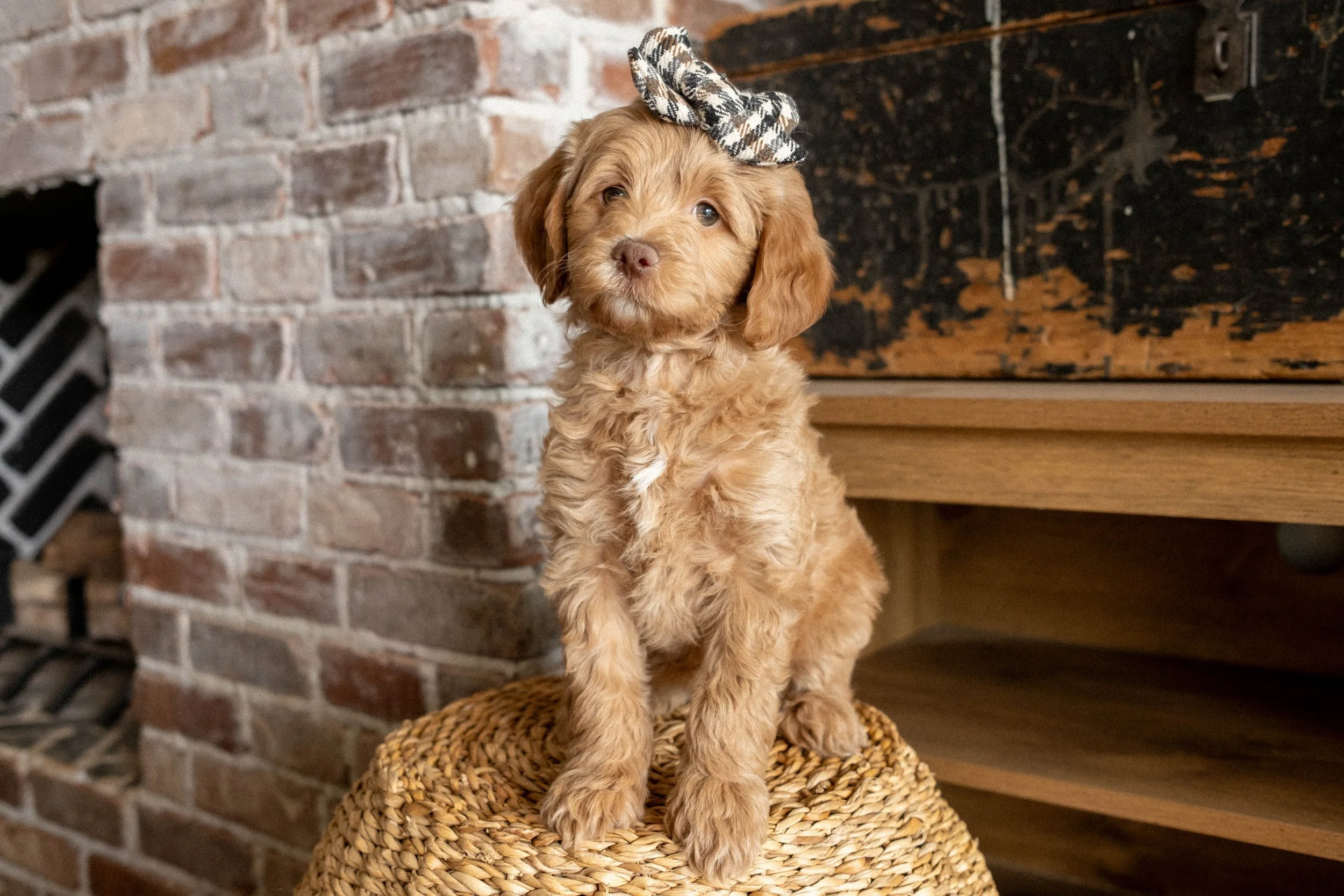 Daisy Mountain Doodles mini goldendoodle puppies phoenix arizona breeder Grace-122.jpg