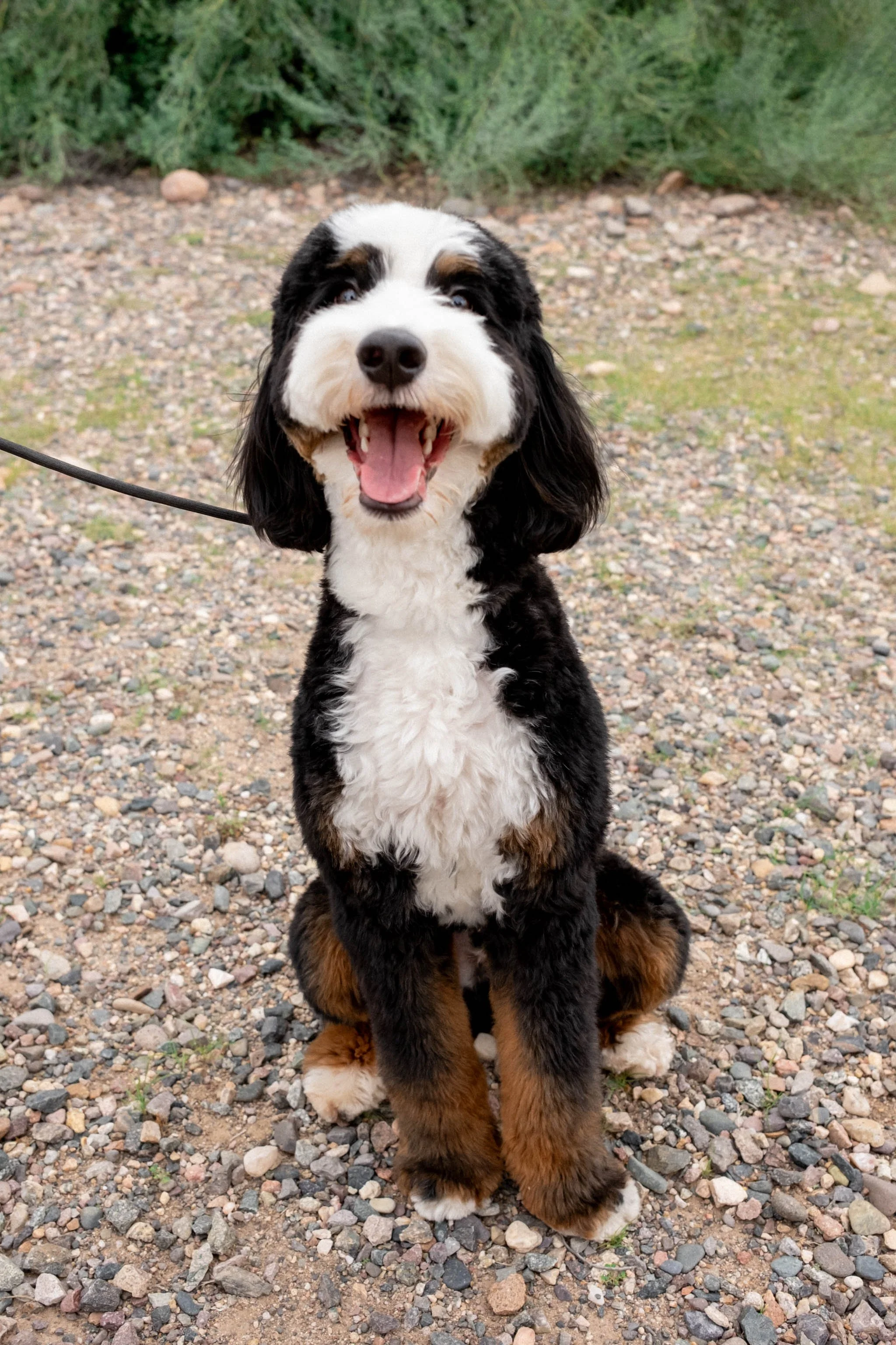 Daisy Mountain Sonoran Standard Bernedoodle Stud Rhy-65.jpg