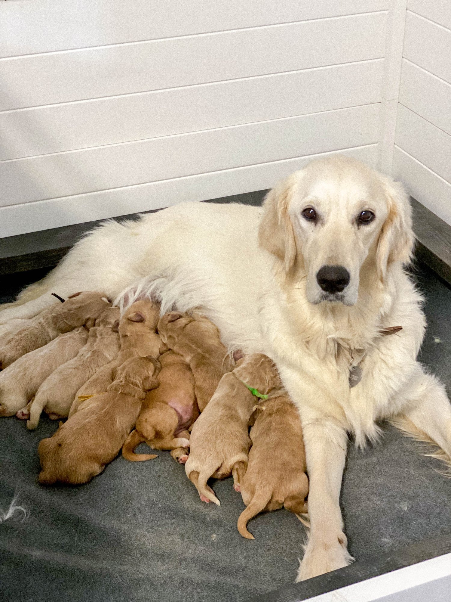 Daisy+Mountain+Doodles+Phoenix+Arizona+Goldendoodle+puppy+freya+zeus++-59.jpeg