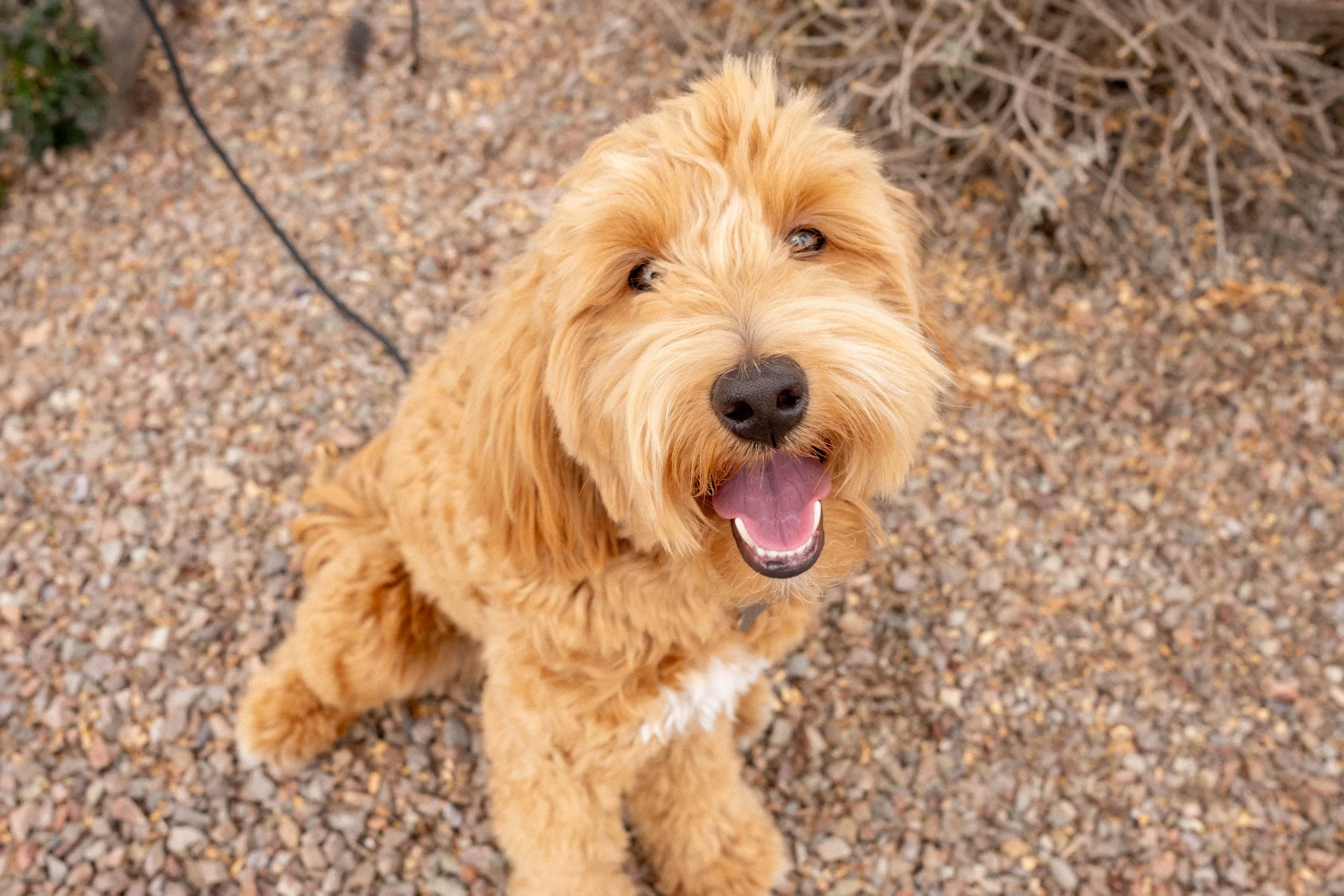 Daisy Mountain Doodles Red goldendoodle bunsen-17.jpg