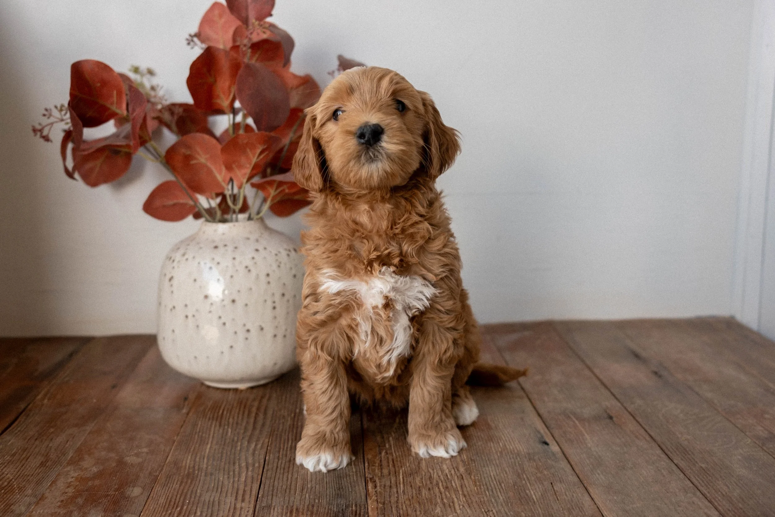 Daisy Mountain Doodles mini goldendoodle puppies phoenix arizona breeder lily-65.jpg
