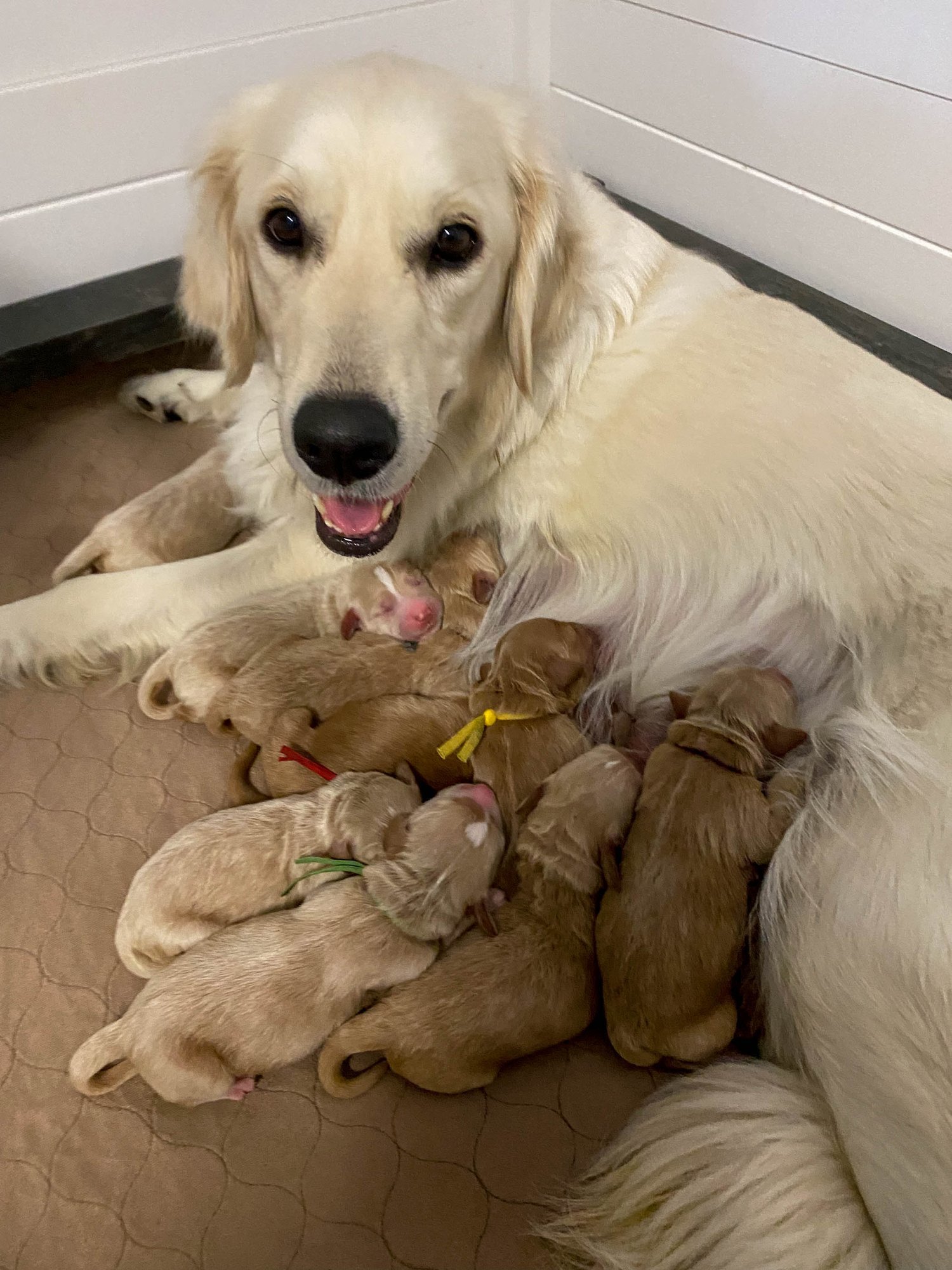 Daisy+Mountain+Doodles+Phoenix+Arizona+Goldendoodle+puppy+freya+zeus++-9.jpeg