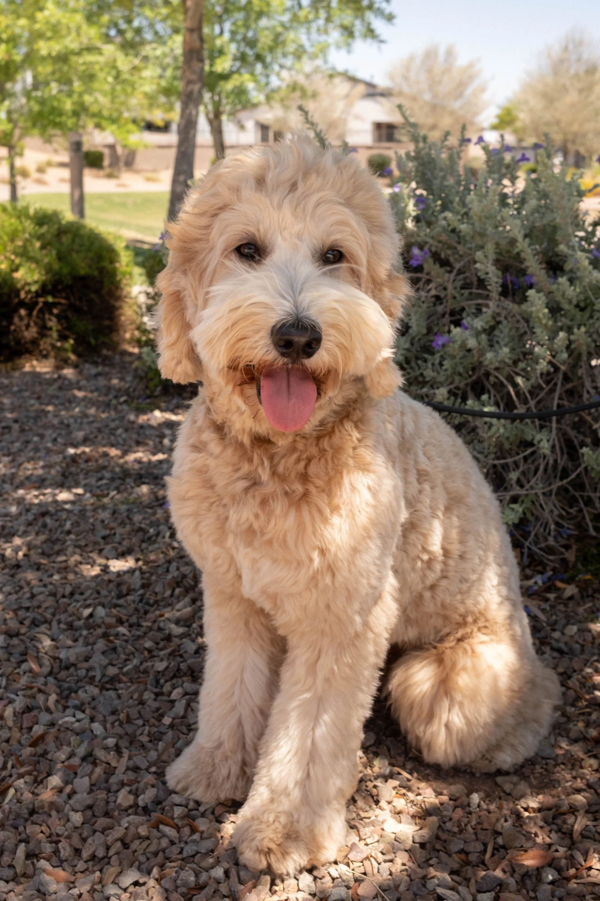Daisy Mountain Doodles mini Goldendoodle Goldie-17.jpg