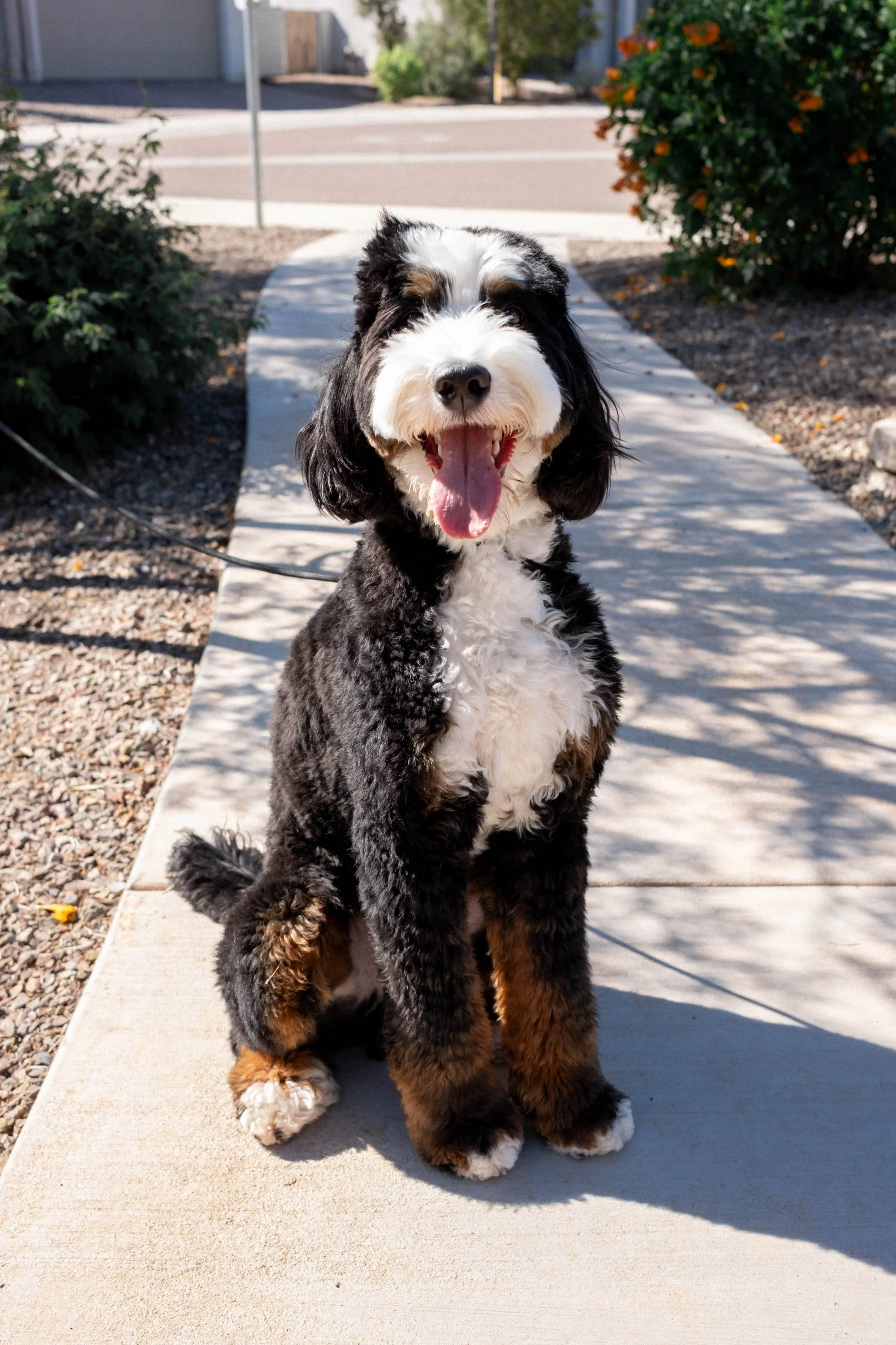Daisy Mountain Sonoran Standard Bernedoodle Stud Rhy-86.jpg