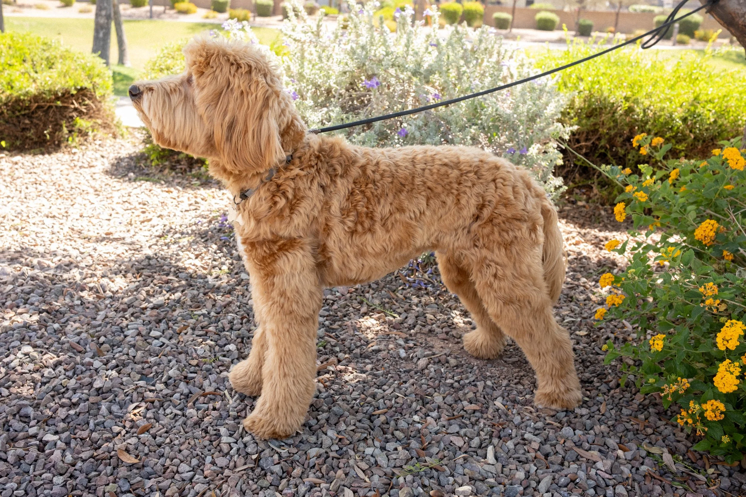 Daisy Mountain Doodles Red goldendoodle bunsen-35.jpg