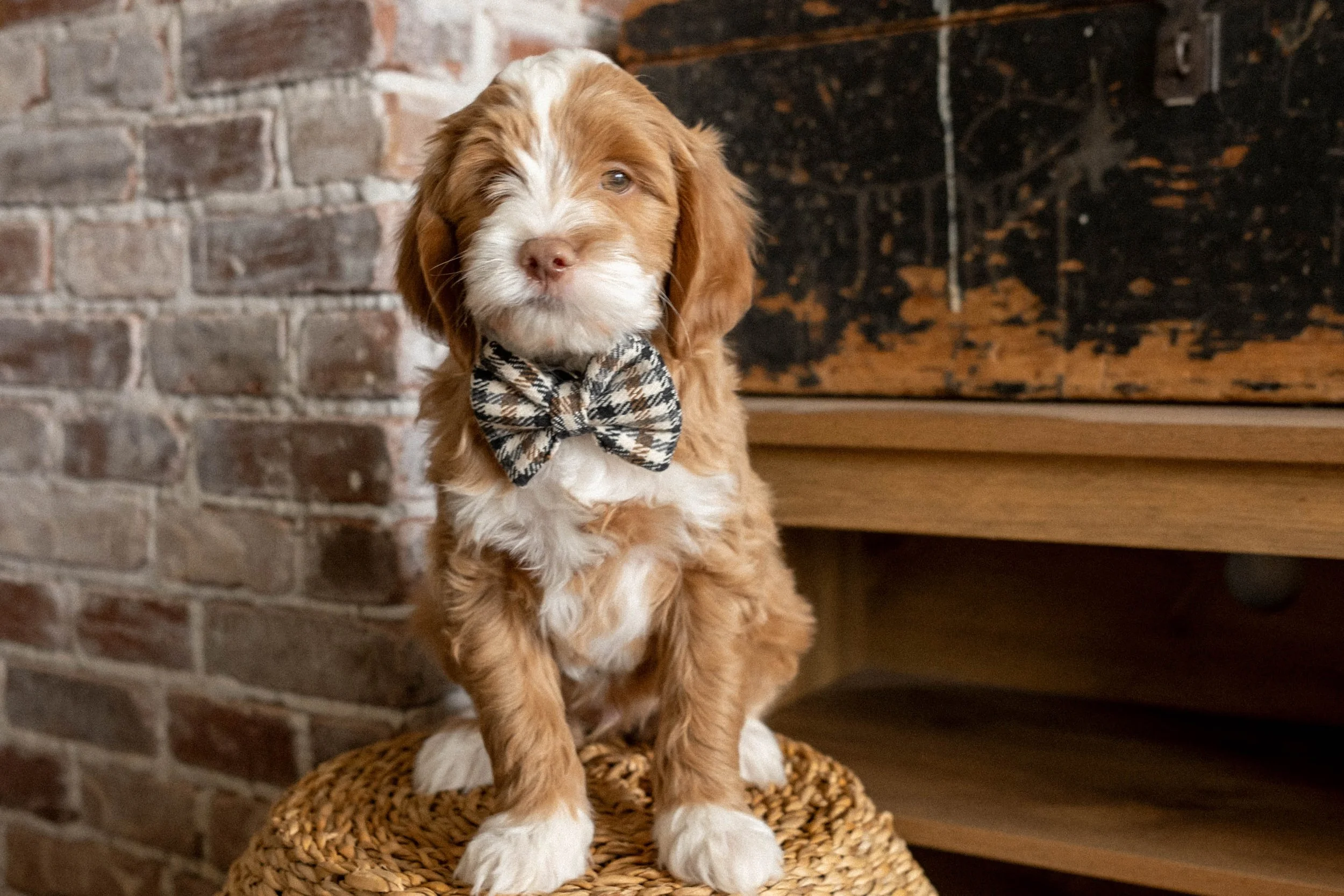Daisy Mountain Doodles mini goldendoodle puppies phoenix arizona breeder Grace-137.jpg