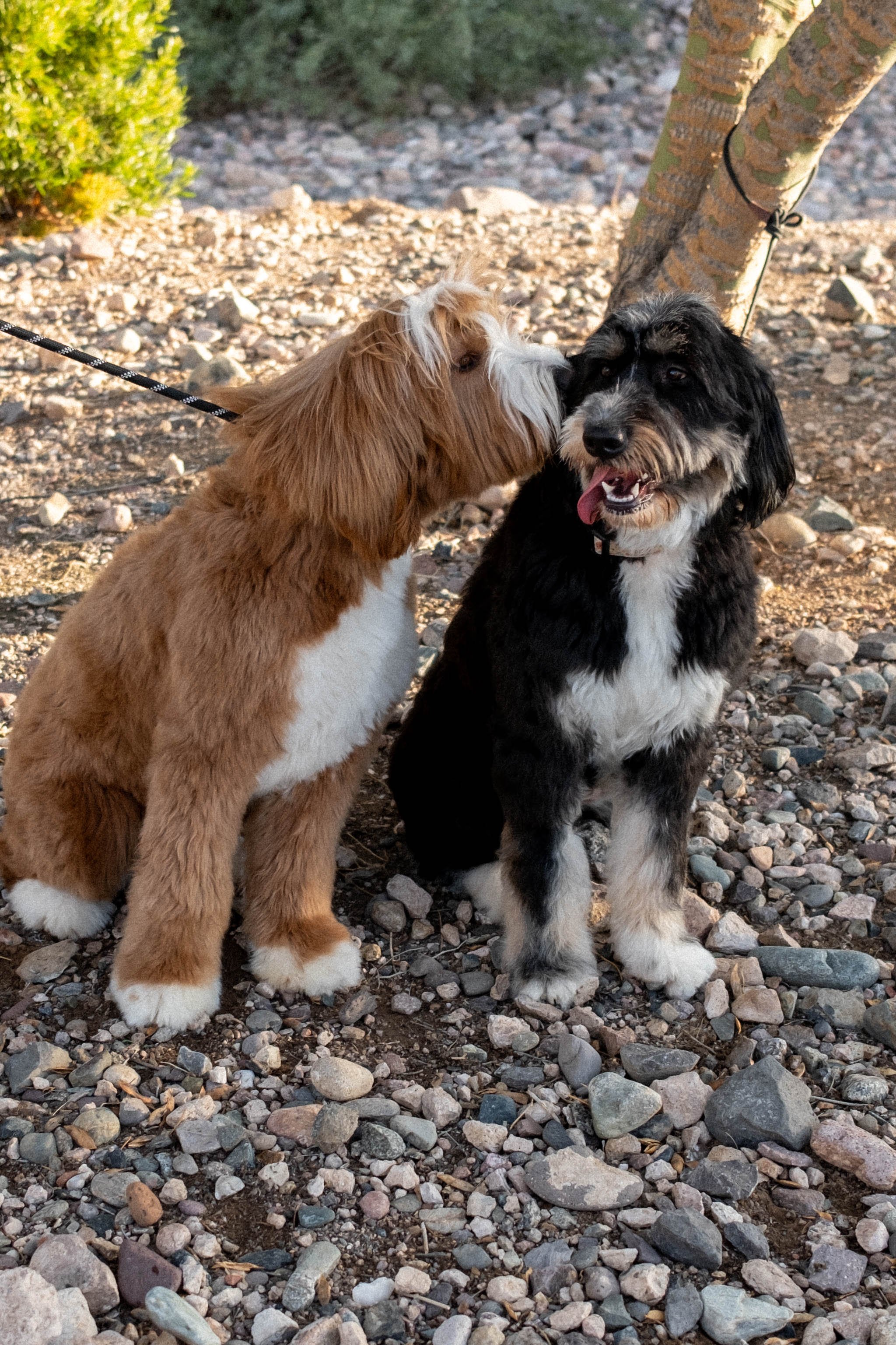 Daisy Mountain Sonoran Standard Doodles Astrid-47.jpg