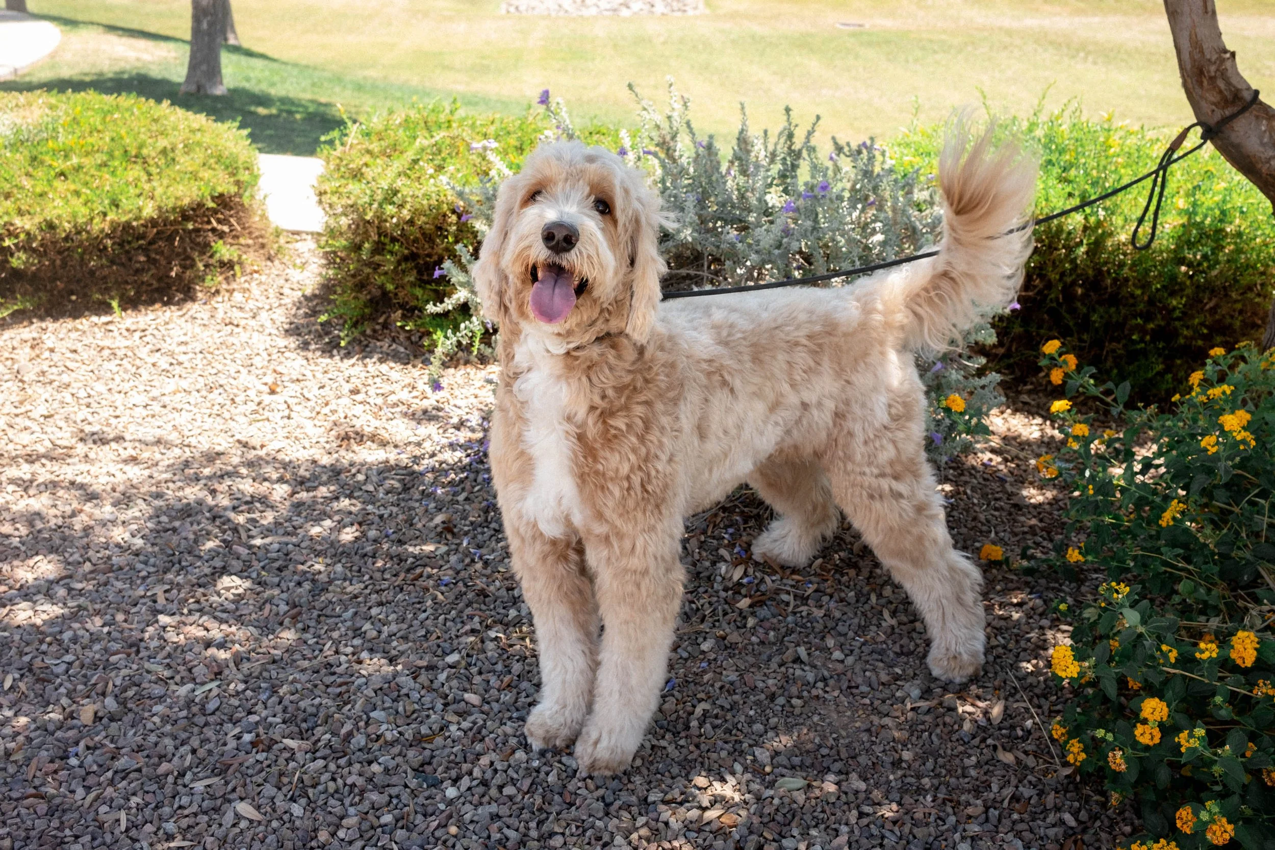 Daisy Mountain Doodles mini goldendoodle puppies phoenix arizona breeder Macy-31.jpg