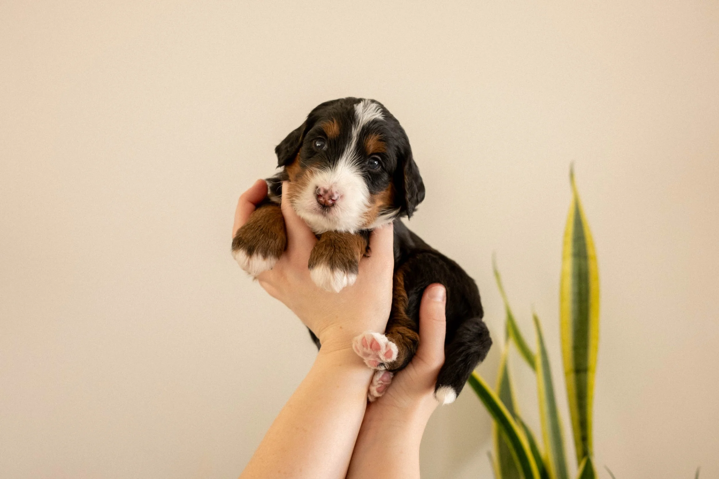 Hype adn Jemma Multigen Bernedoodles arizona doodle puppies breeeder-83.jpg