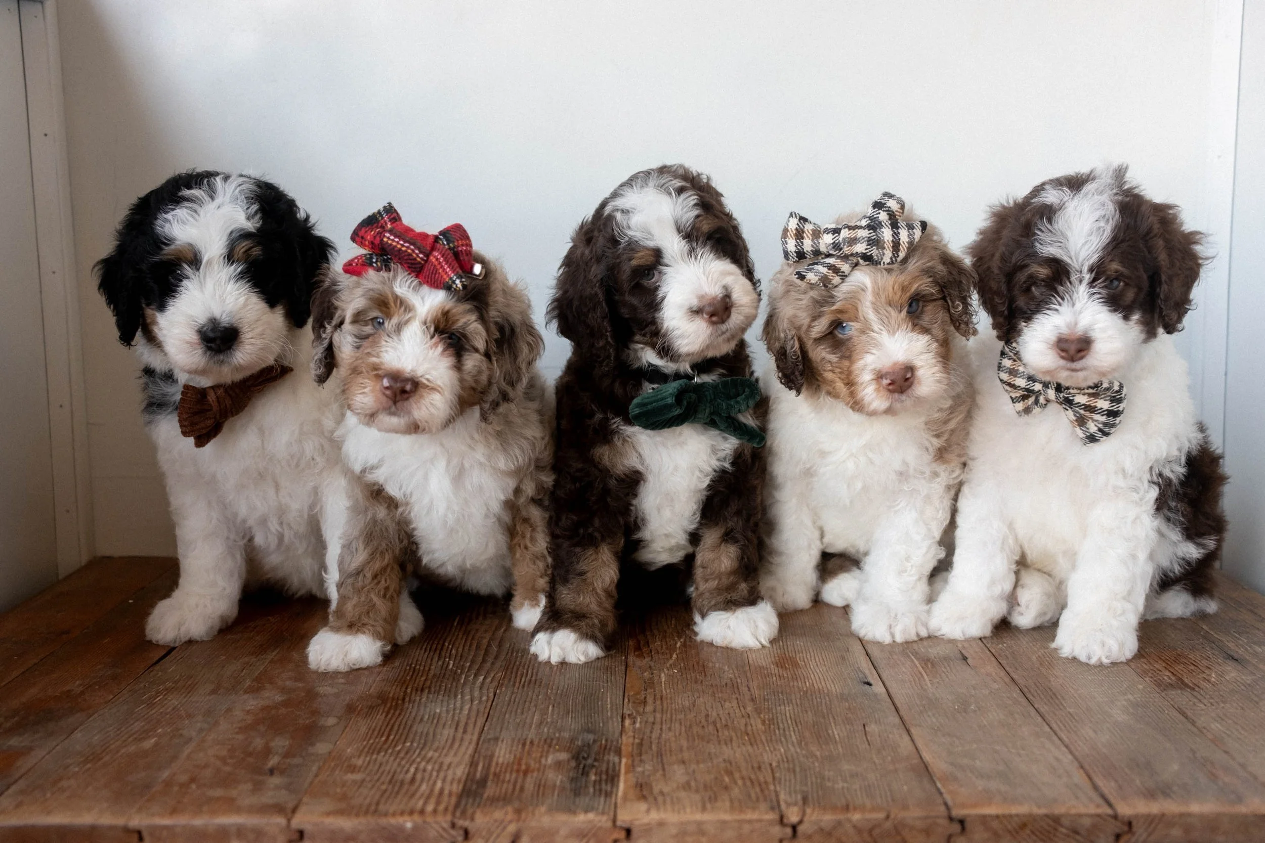 Daisy Mountain Doodles bernedoodle puppy arizona breeder birdie huxley-55.jpg