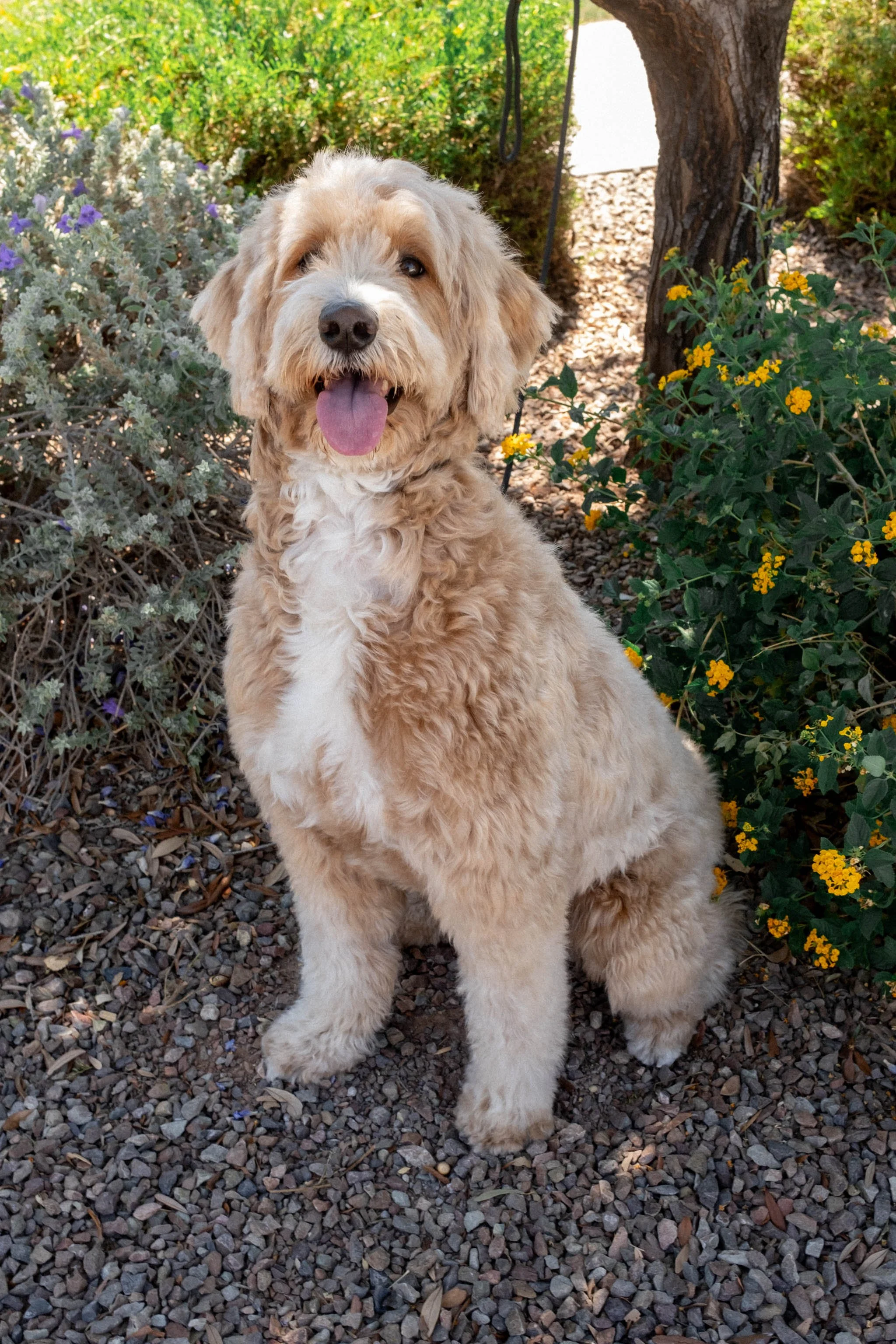 Daisy Mountain Doodles mini goldendoodle puppies phoenix arizona breeder Macy-23.jpg