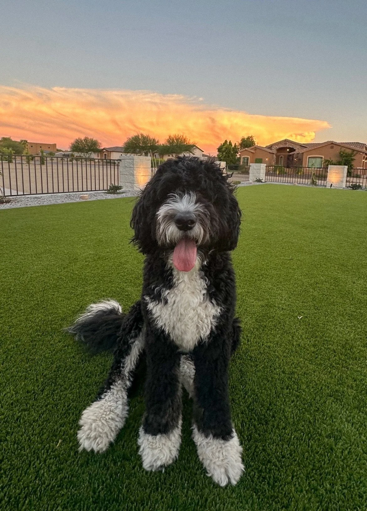 Daisy Mountain Birdie Bernedoodle.JPG