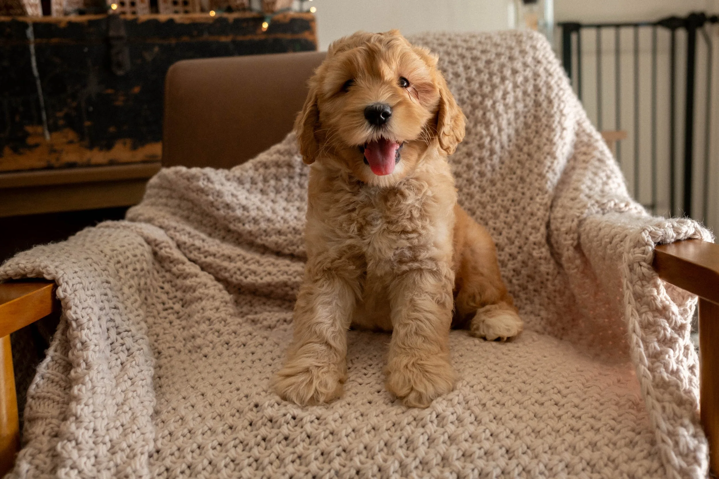 daisy mountain doodles goldendoodles ahsoka brody-137.jpg