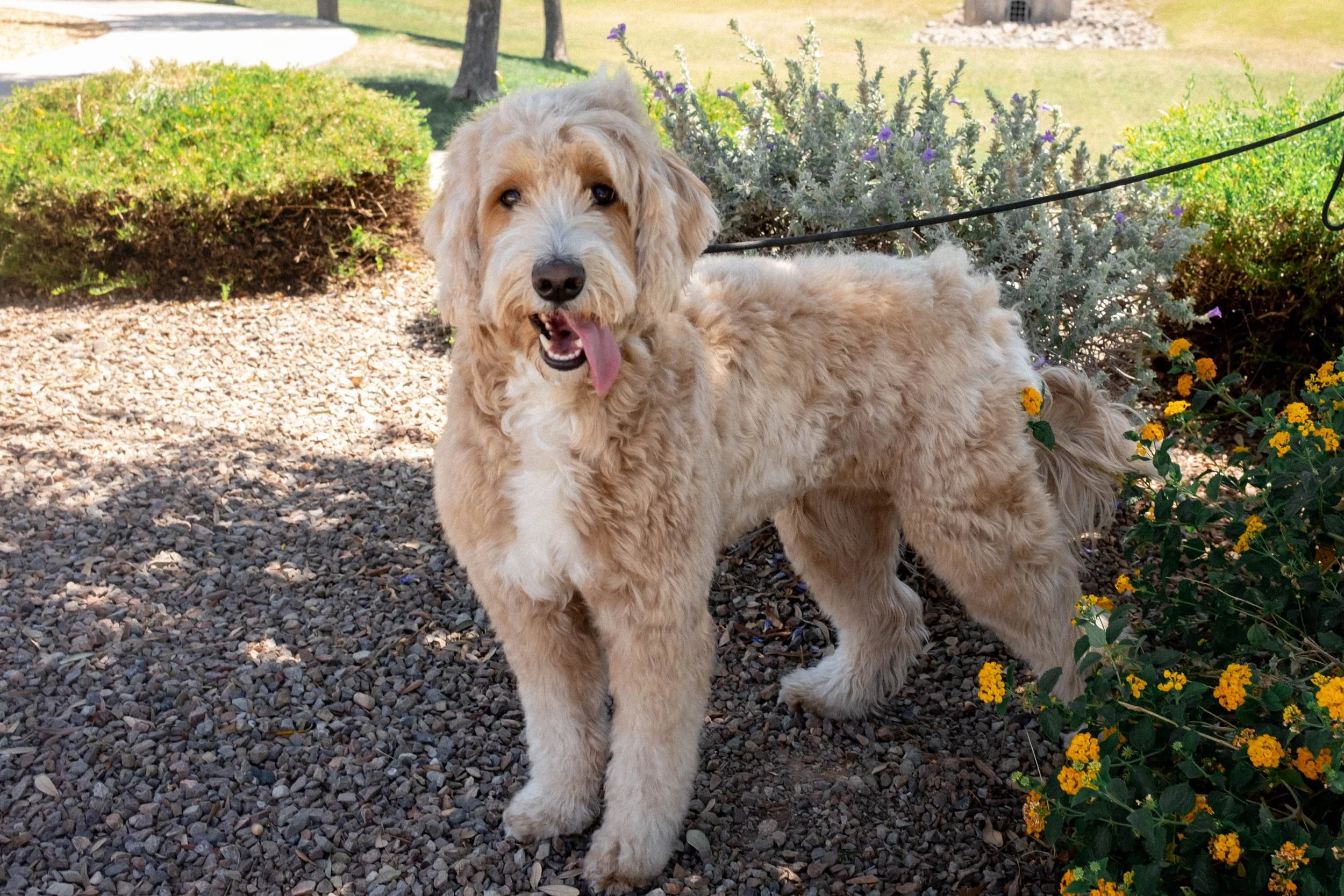 Daisy Mountain Doodles mini goldendoodle puppies phoenix arizona breeder Macy-34.jpg