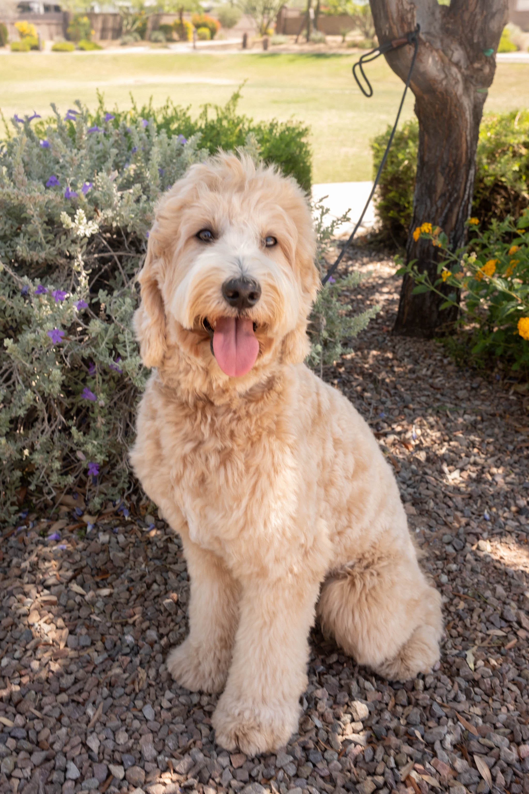 Daisy Mountain Doodles mini Goldendoodle Goldie-29.jpg